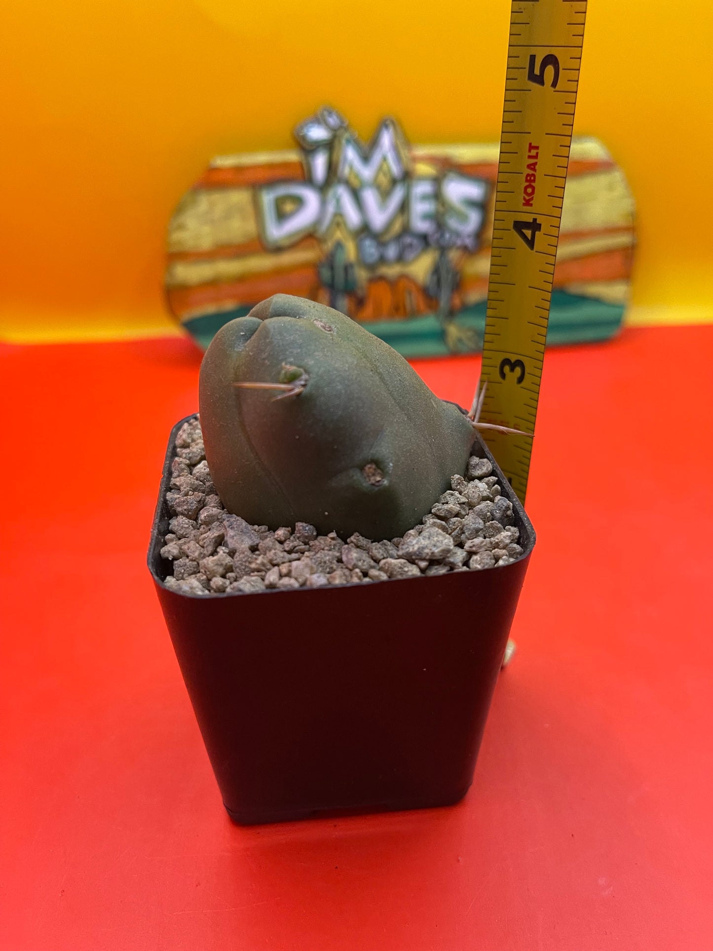 - Tbm - shortform