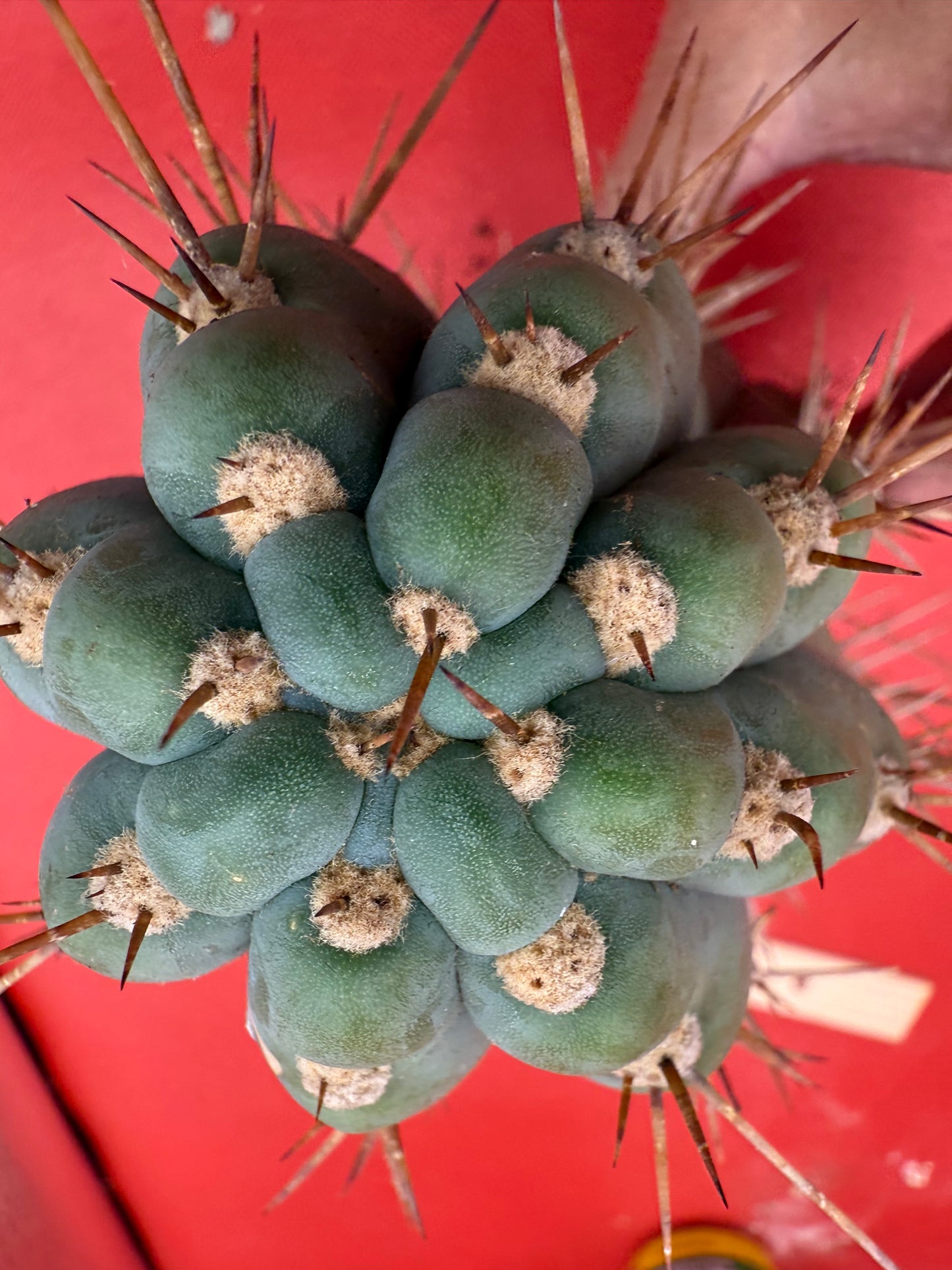 SERRA BLUE San Pedro Cactus ! 4” thick this exact cut!!