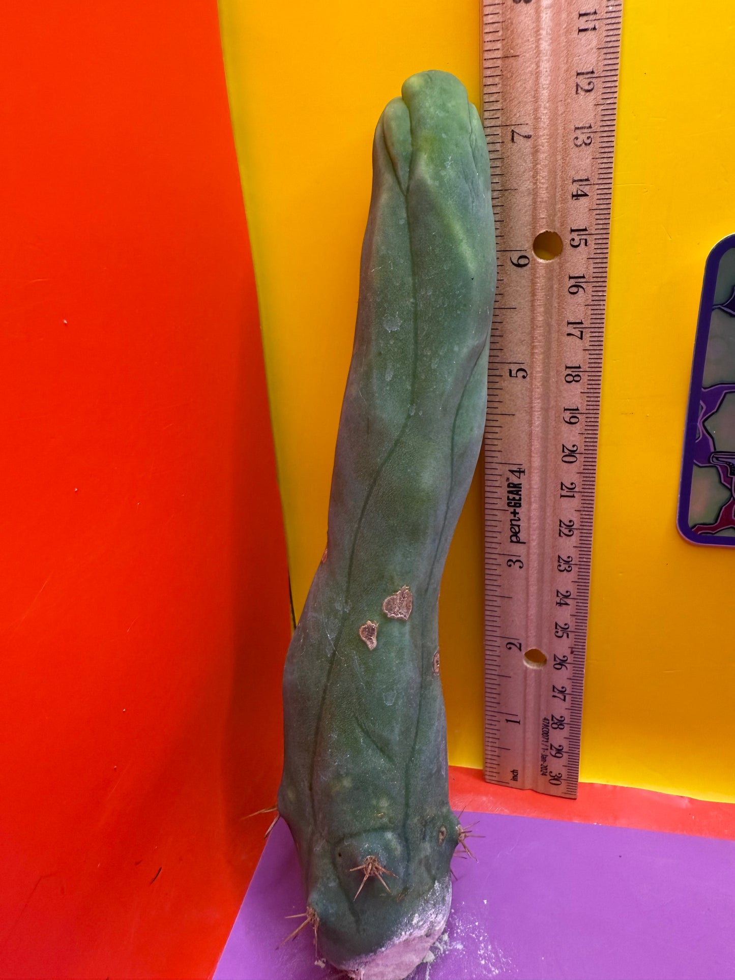LONG FORM TBM-A cactus