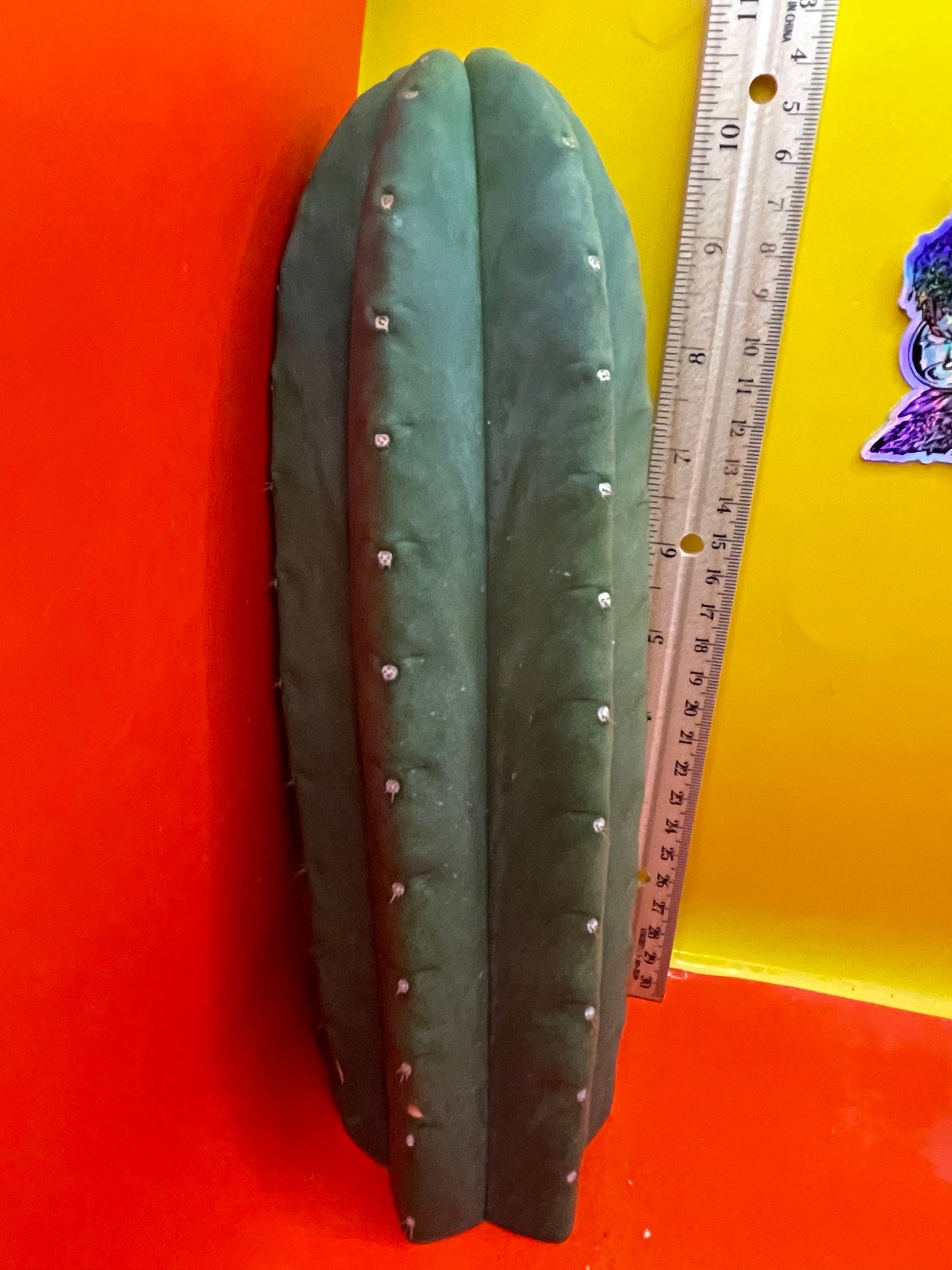 Cactus cahuilla !