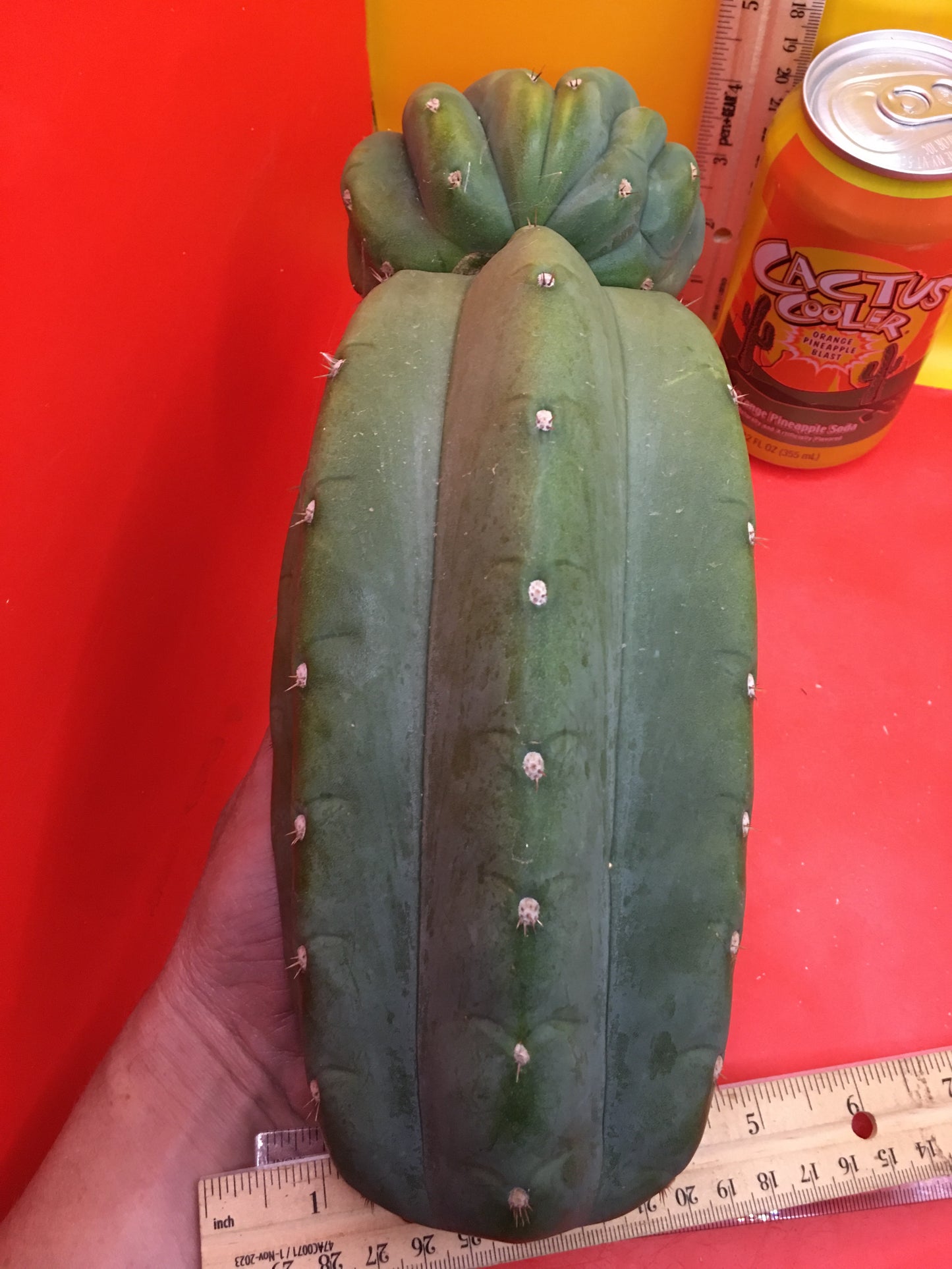 Cahuilla weirdo ! Double tip