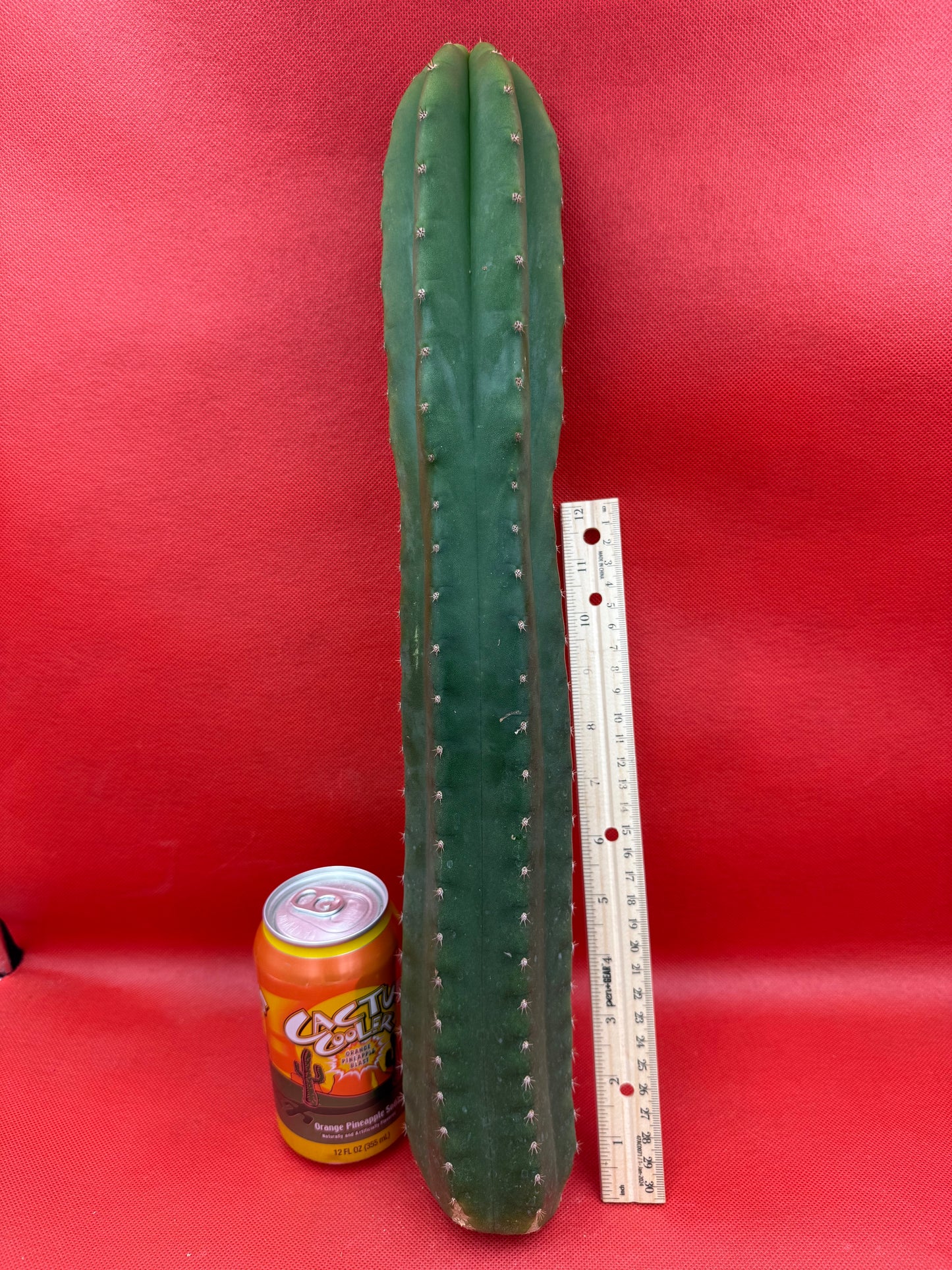 “CAHUILLA” 18 inches+ !!!!