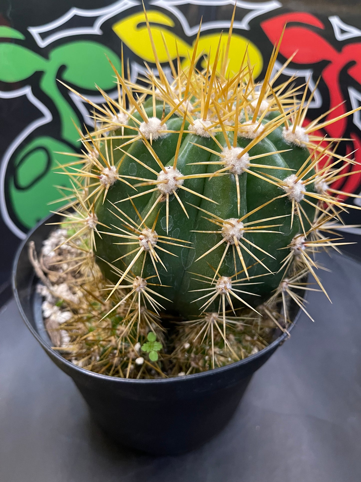 Trichocereus Terscheckii !With 5 branching pups !! Comes in a 6” wide pot