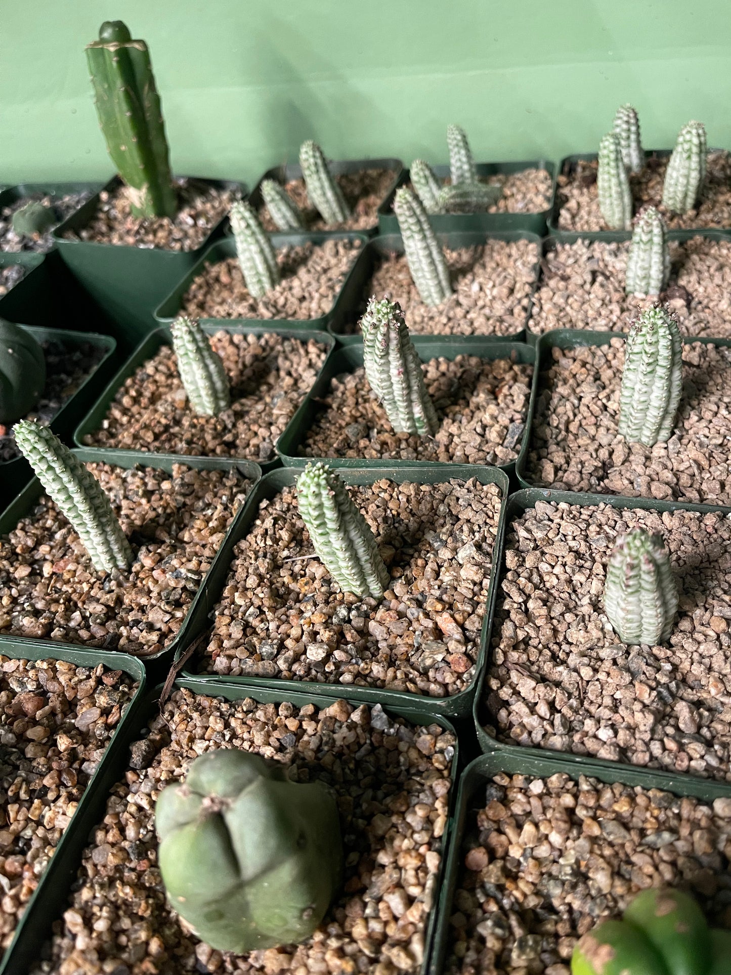 Variegated euphorbia! DAVES DOLLAR DAYS