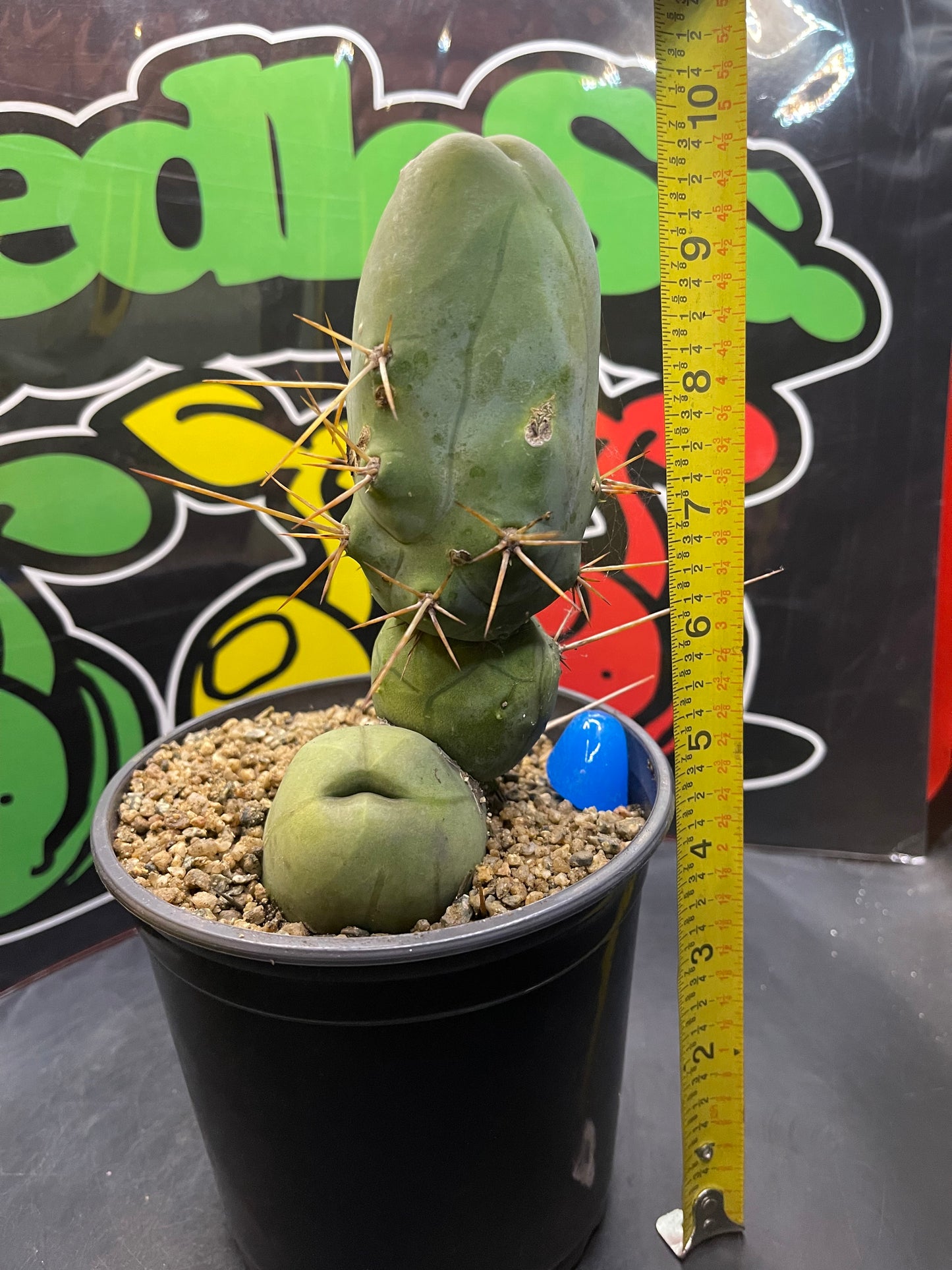 Tbm CACTUS