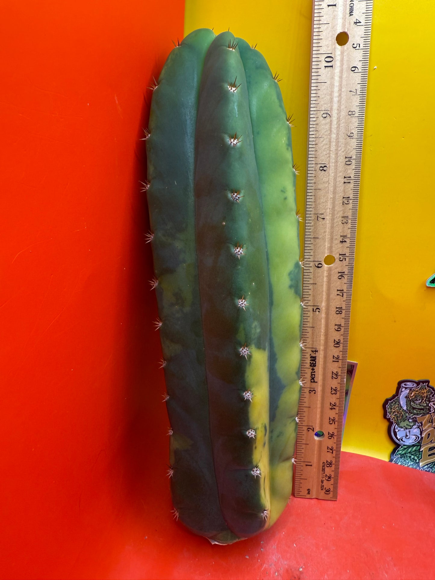 Variegated San Pedro Cactus