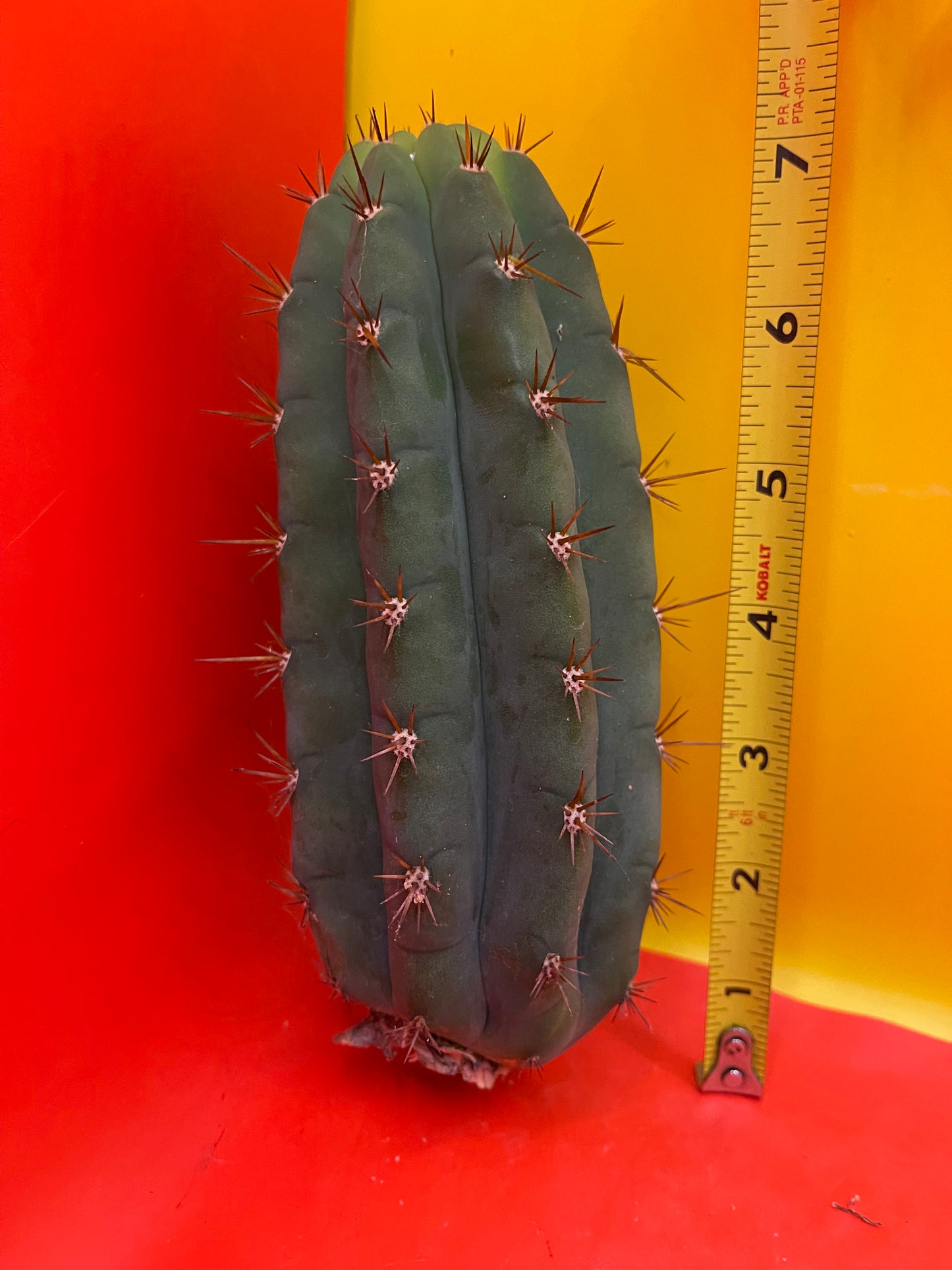 Trichocereus peruvianus