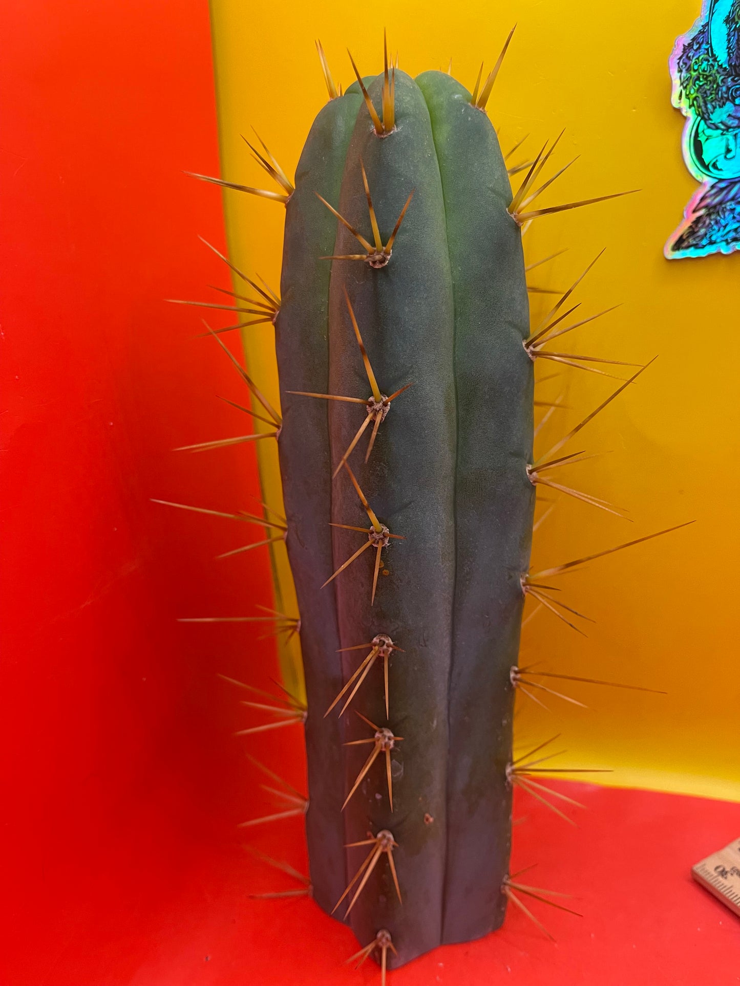 SON OF RON bridgesii