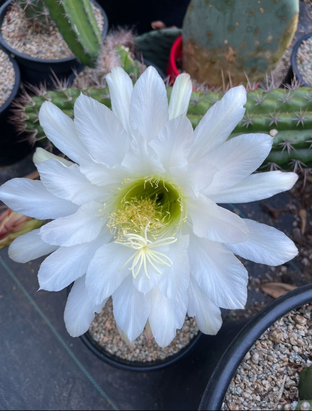 Trichocereus thelegonus
