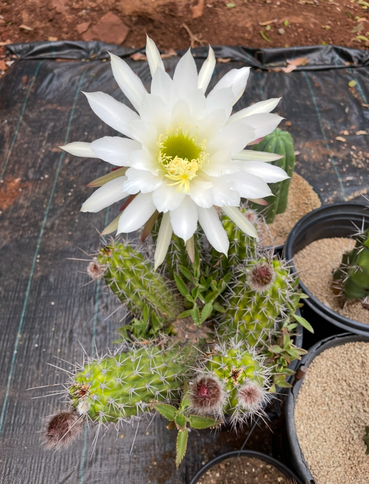 Trichocereus thelegonus