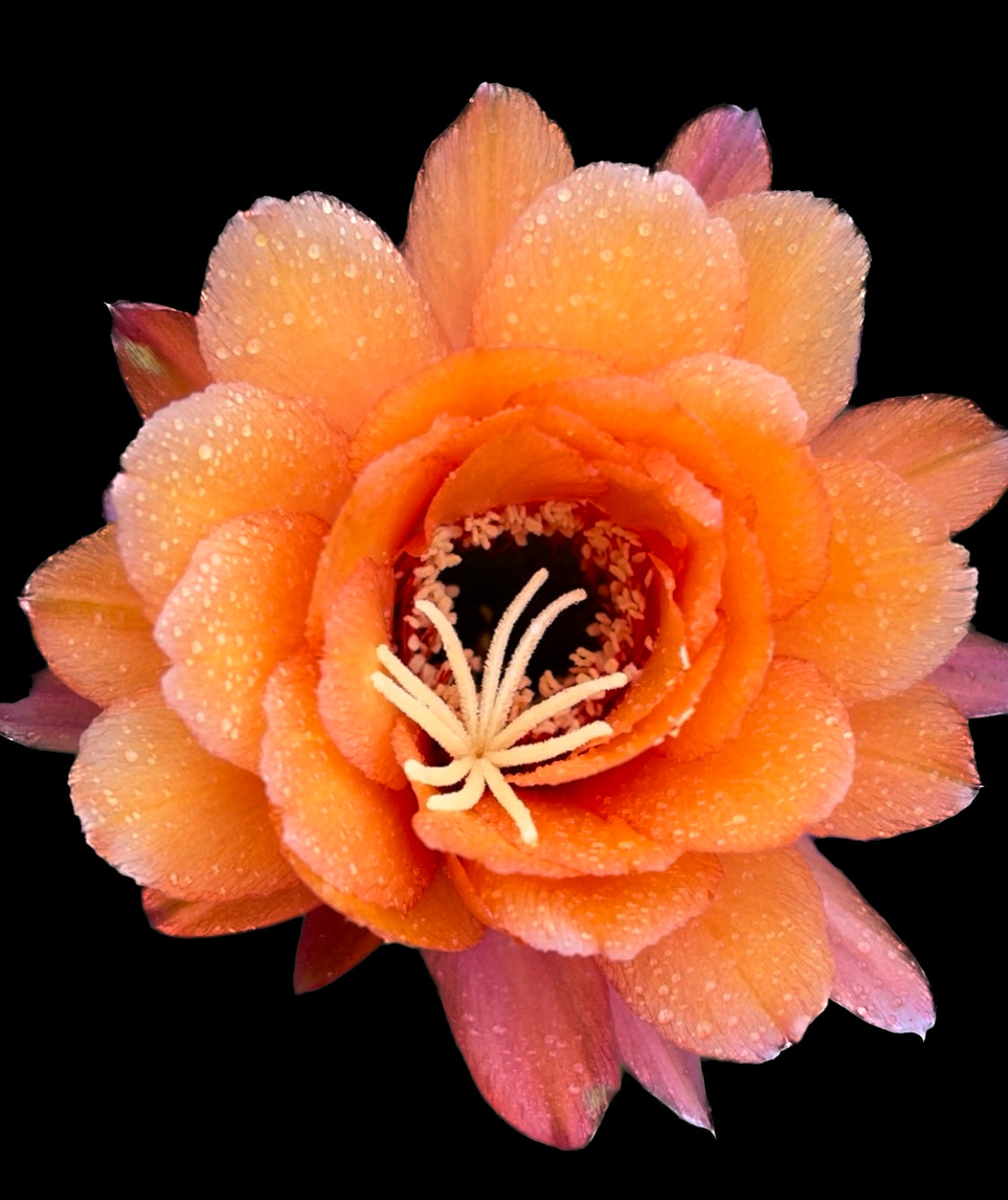Trichocereus Huascha seeds - 100 !