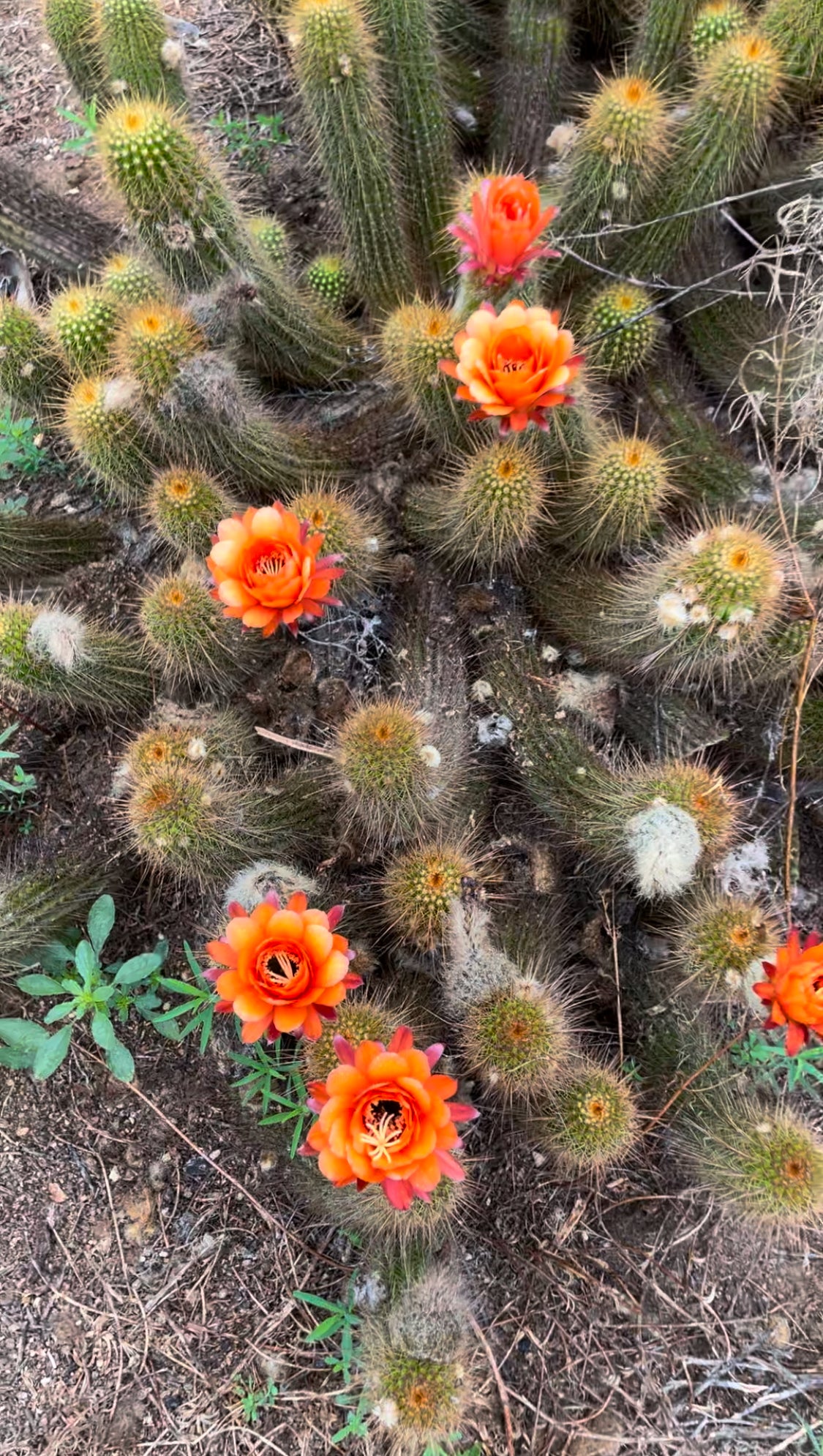 Trichocereus Huascha seeds - 100 !