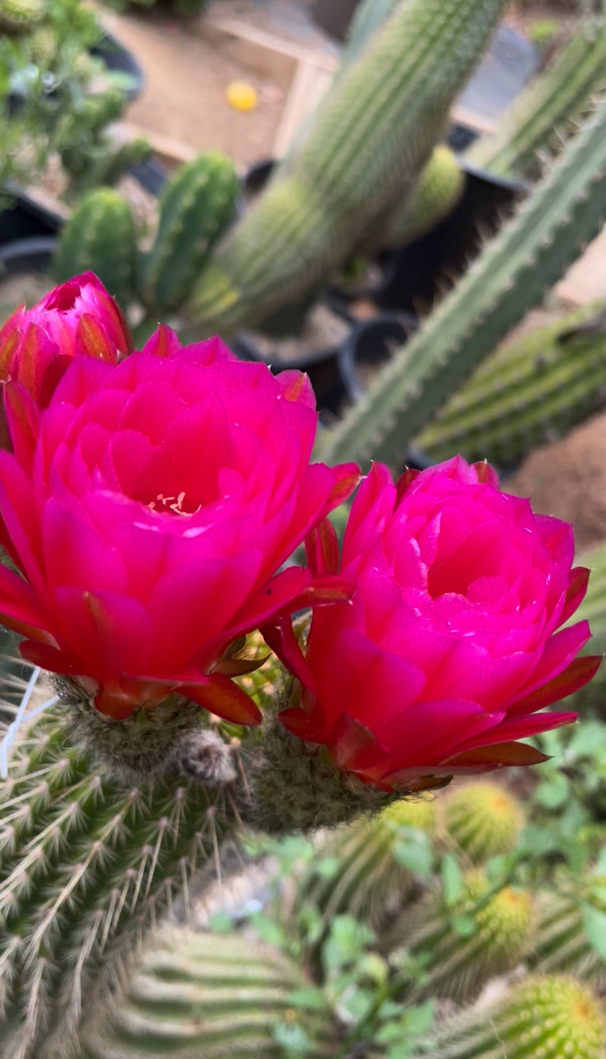 100 seeds ! “SEISMIC SUNSHINE”X”GLZAM NEON PINK”