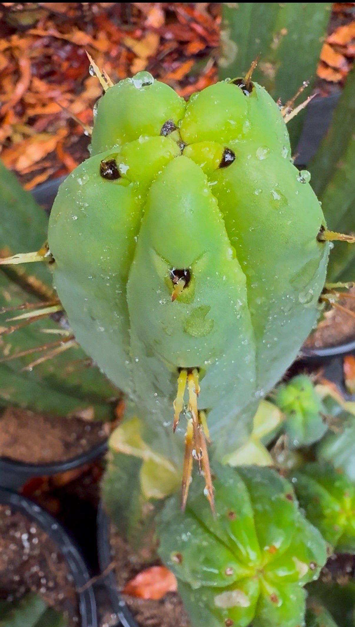 “Jimzz twin spines” grafted cactus