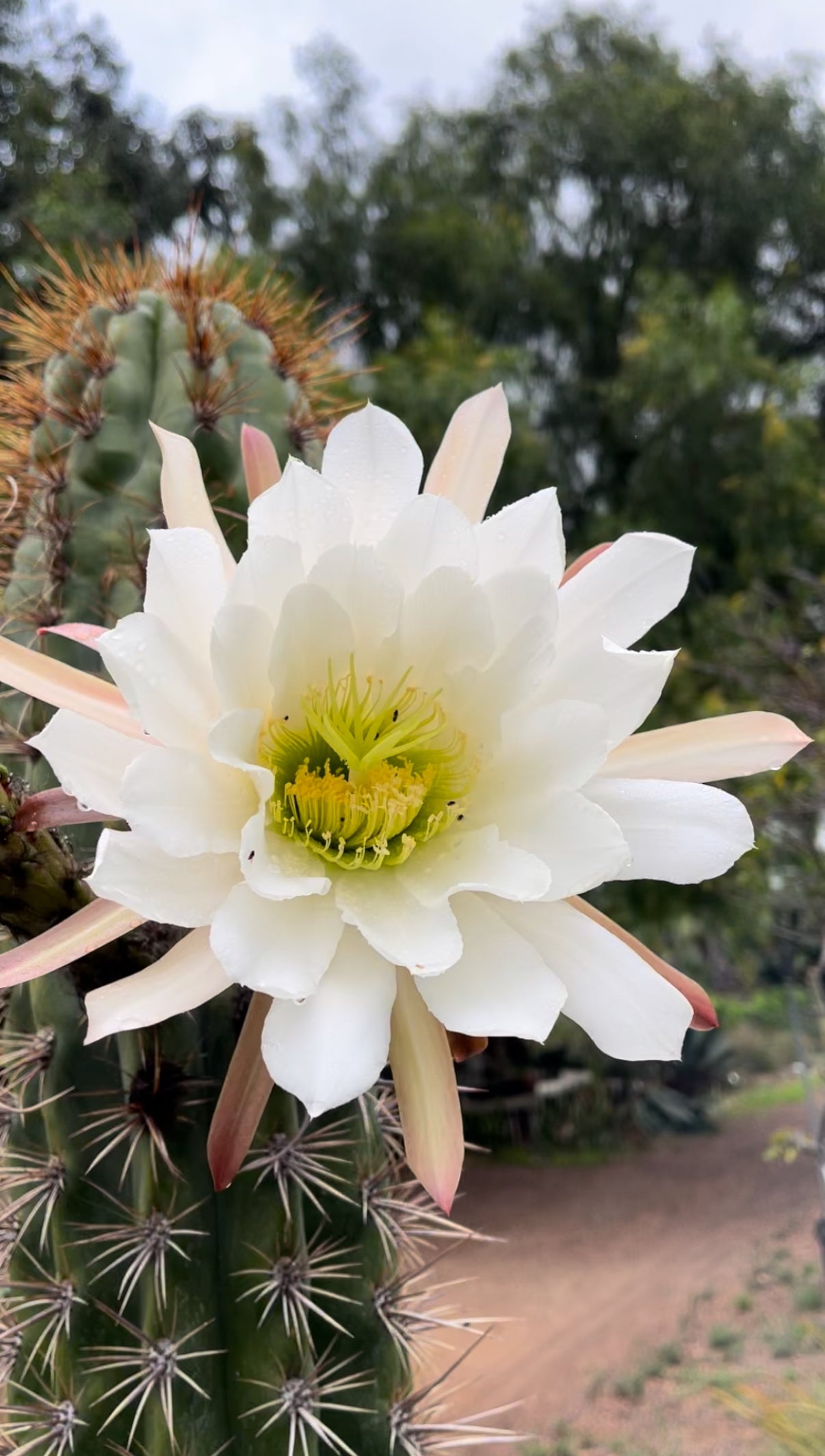 2025 harvest - 50 SEEDS OF one of the largest San Pedro Cactus - Trichocereus TACAQUIRENSIS!