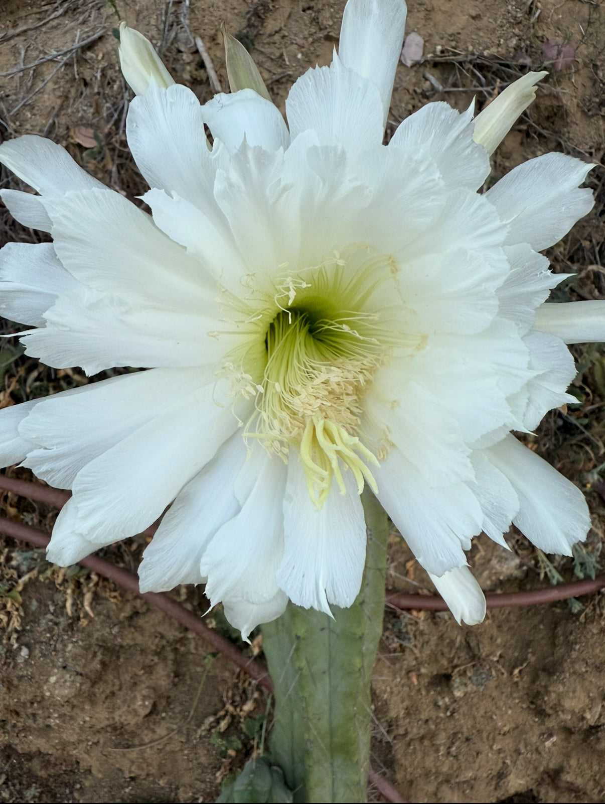 CAHUILLA X BRIDGESII 50 seeds 2025 closed pollenation