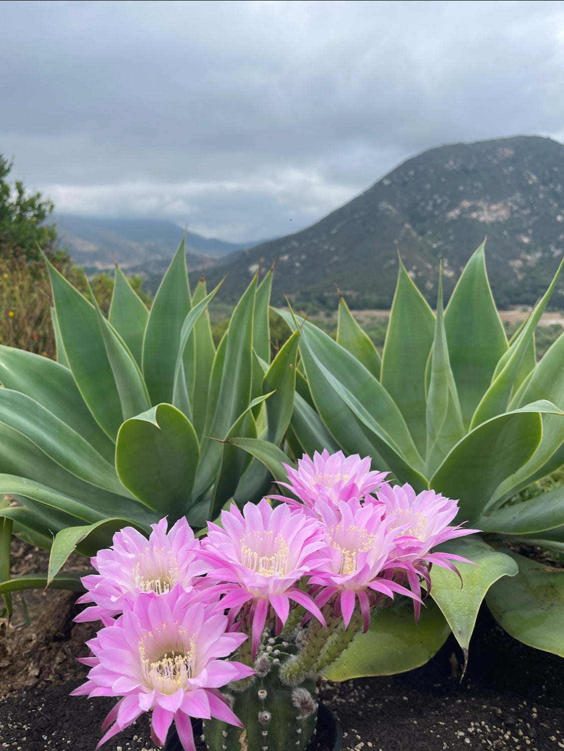 Flowering Echinopsis cactus !ships in the pot - fully rooted