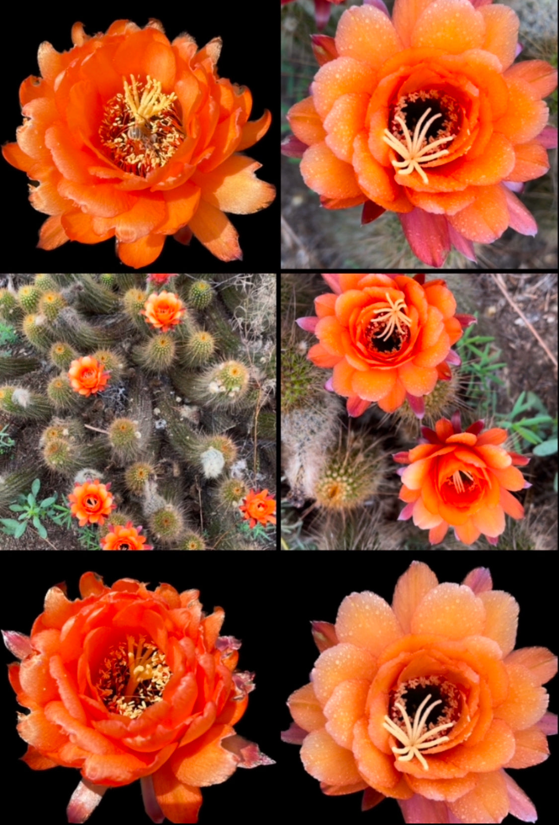 Trichocereus Huascha seeds - 100 !