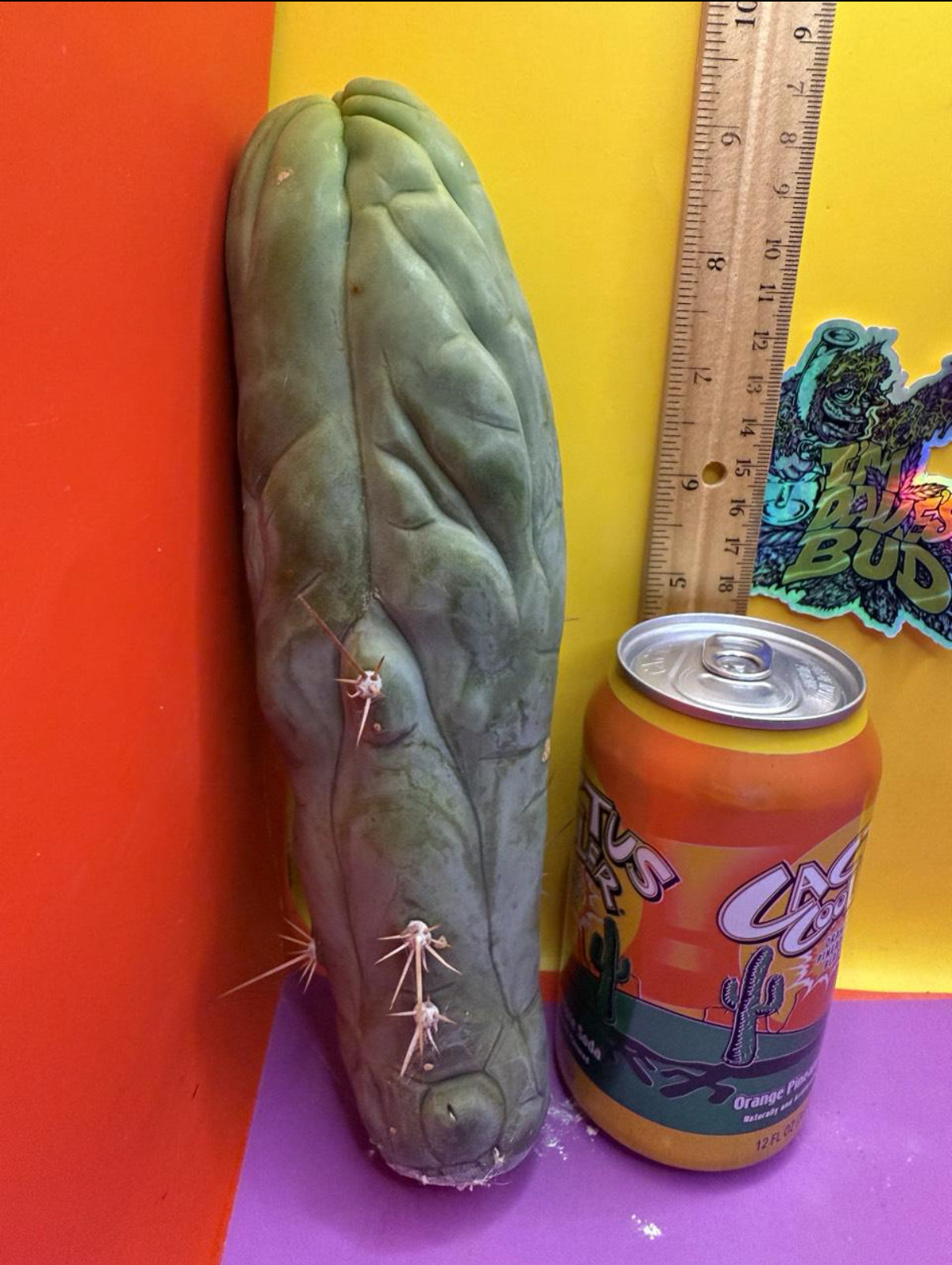 Bruce’s Dragon