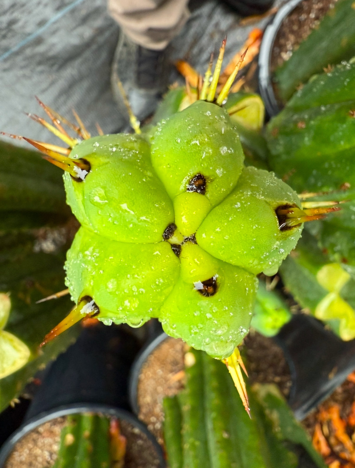 “Jimzz twin spines” grafted cactus