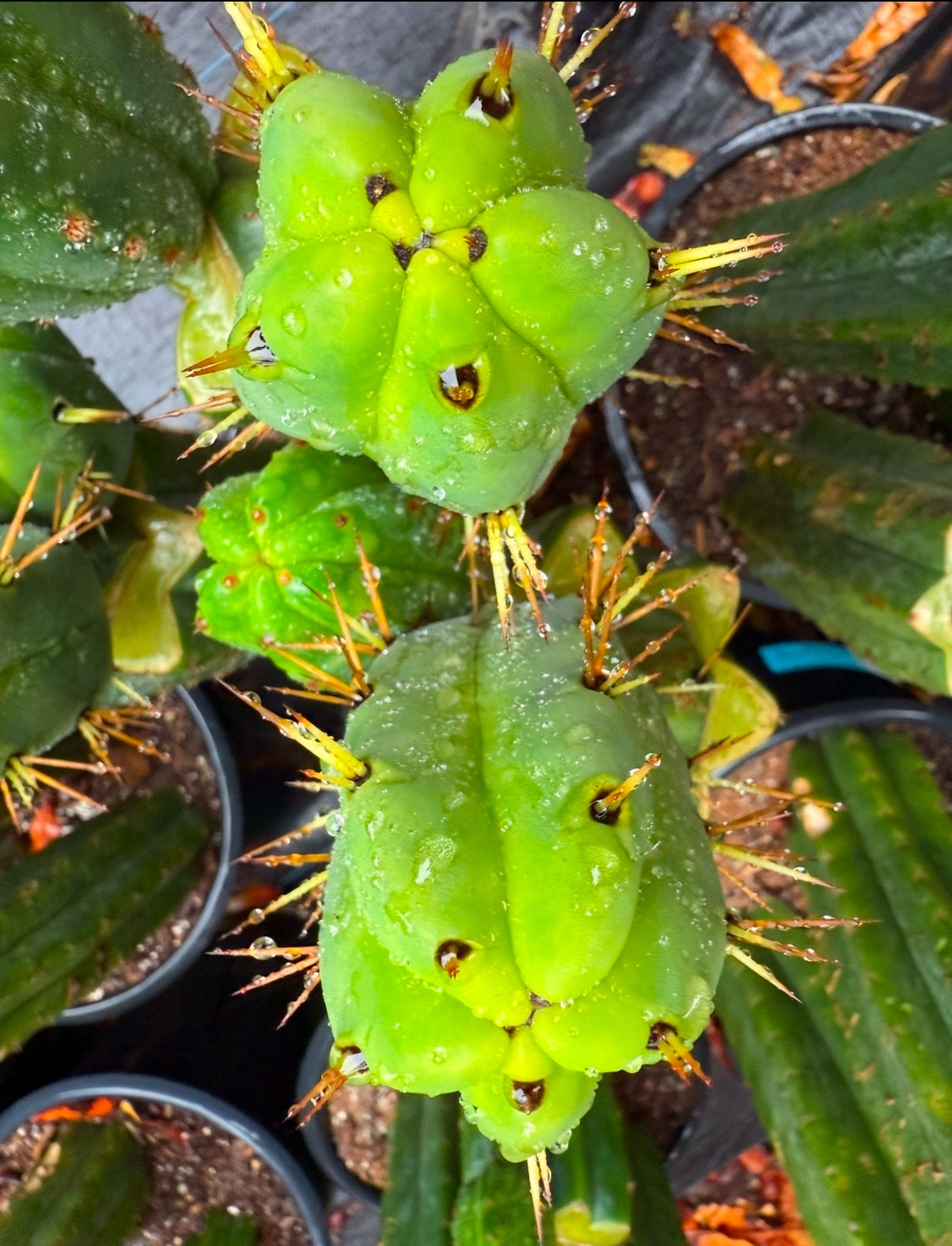 “Jimzz twin spines” grafted cactus