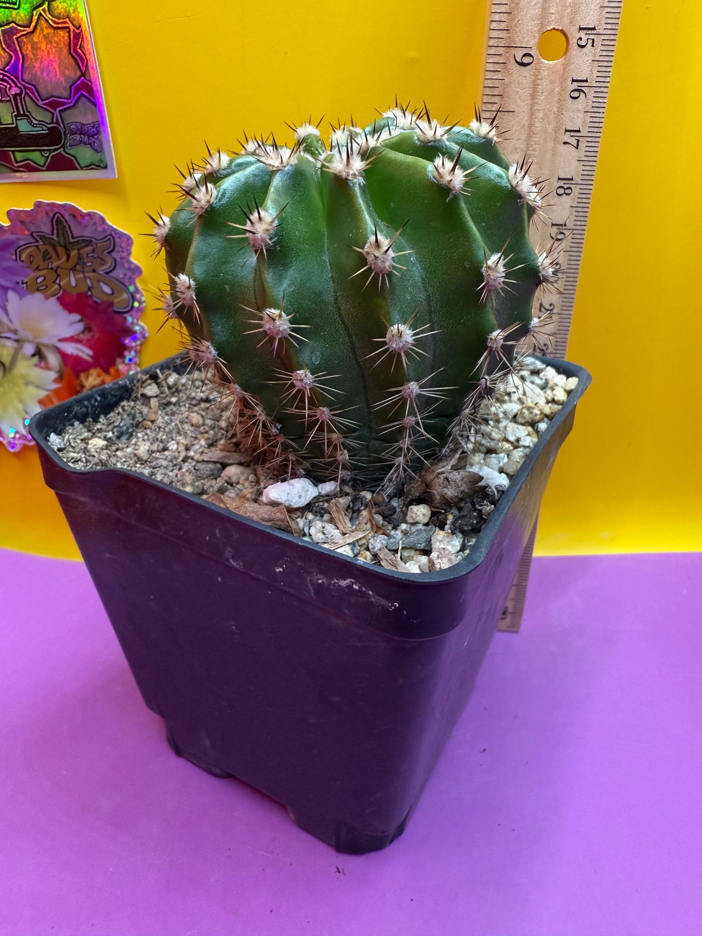 Flowering Echinopsis cactus !ships in the pot - fully rooted