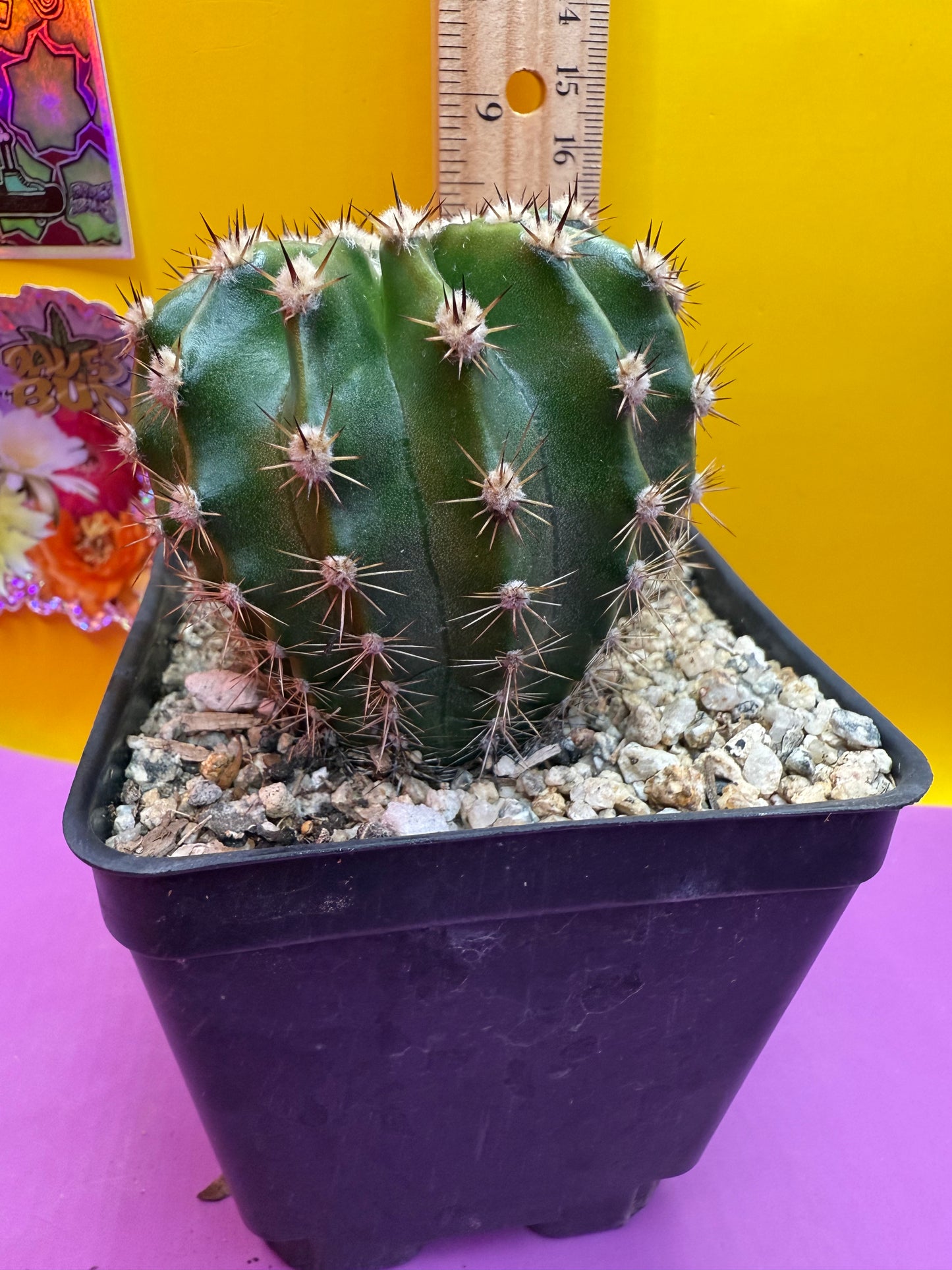 Flowering Echinopsis cactus !ships in the pot - fully rooted