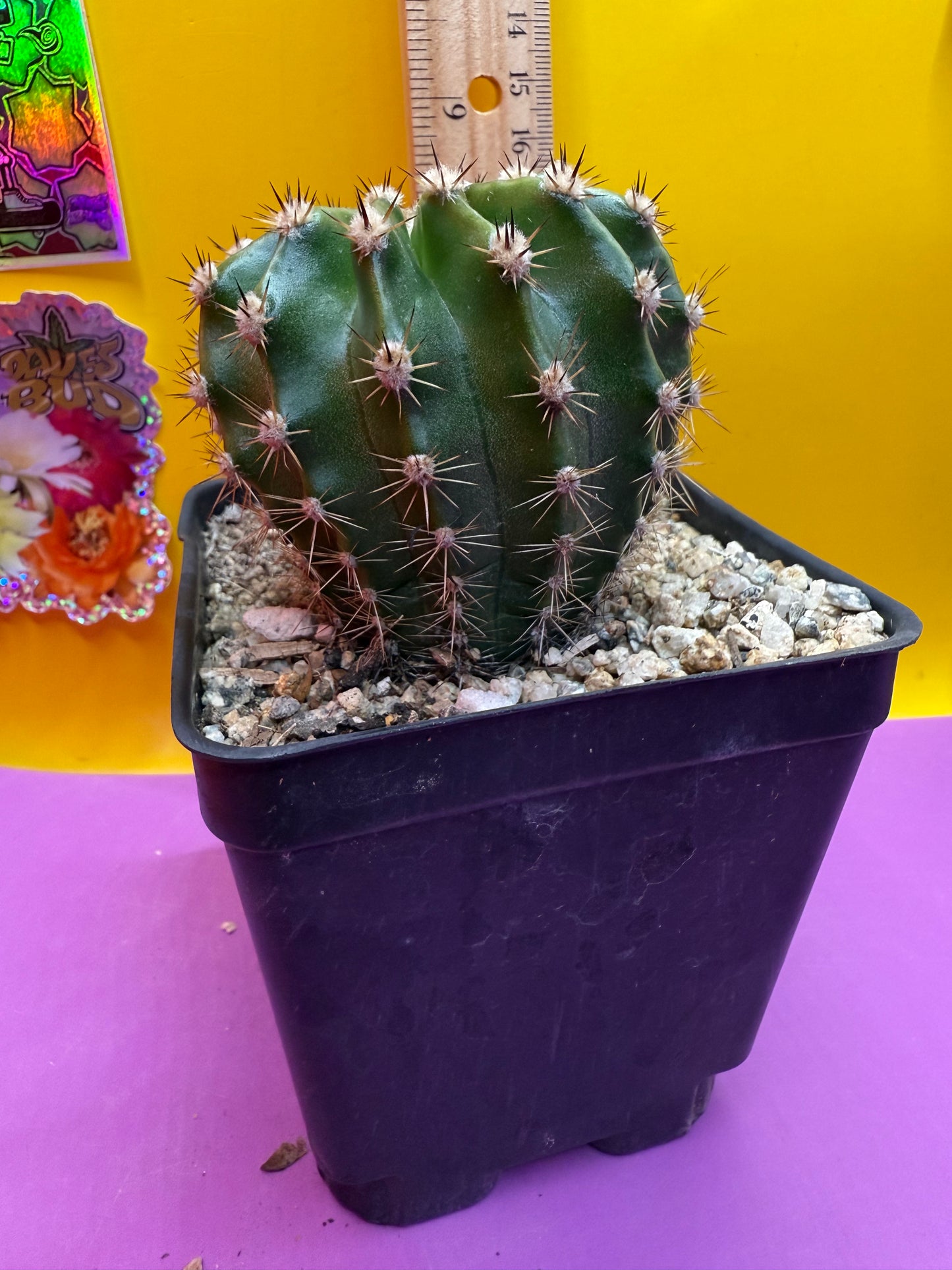Flowering Echinopsis cactus !ships in the pot - fully rooted