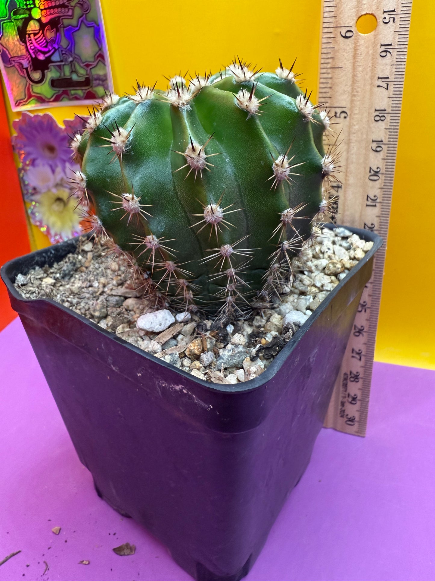 Flowering Echinopsis cactus !ships in the pot - fully rooted