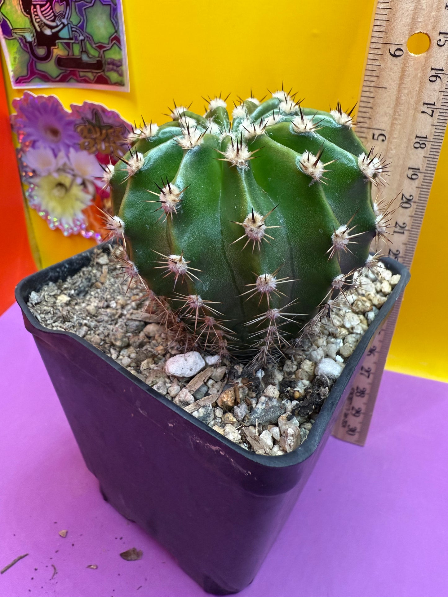 Flowering Echinopsis cactus !ships in the pot - fully rooted