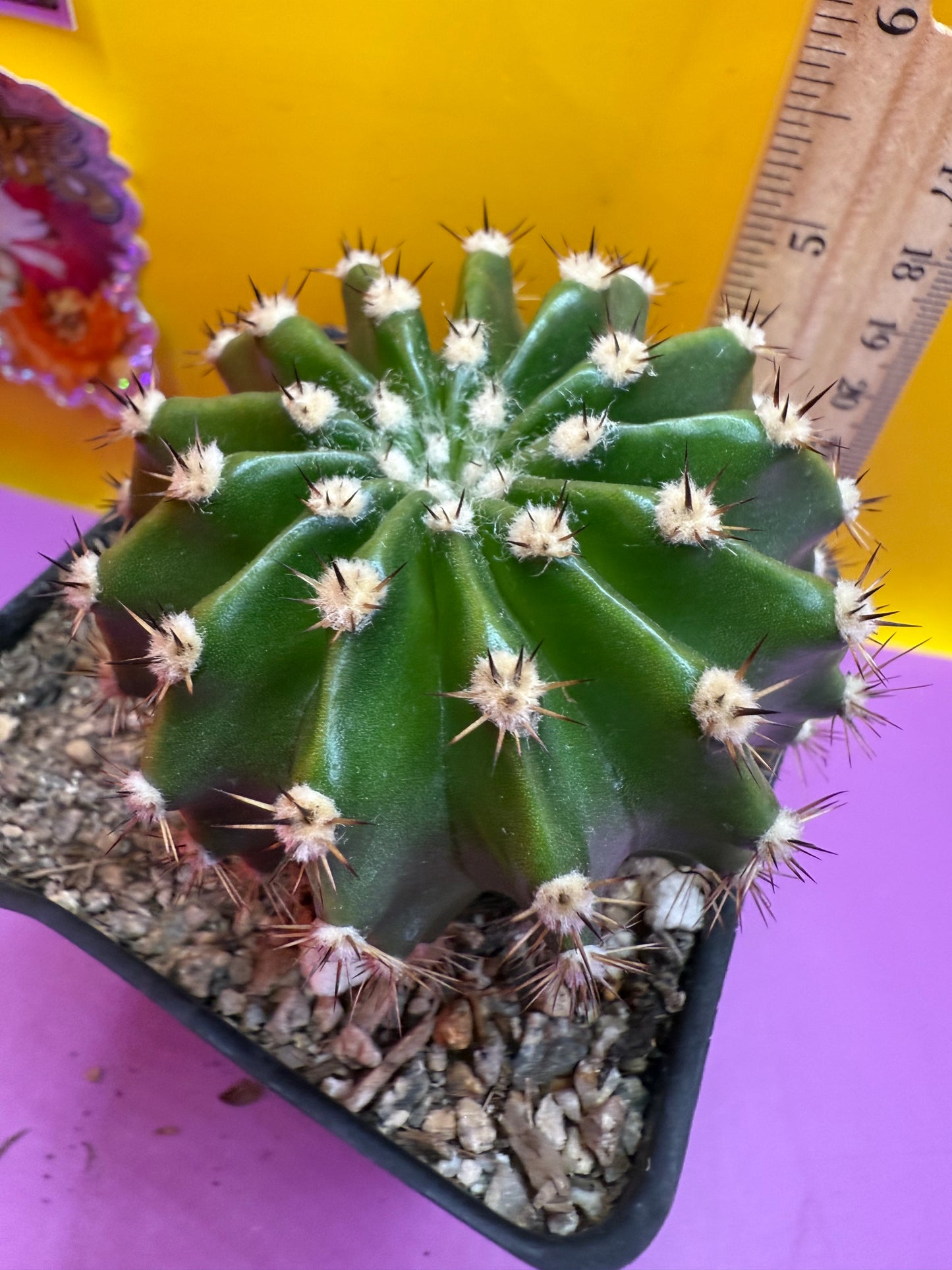Flowering Echinopsis cactus !ships in the pot - fully rooted