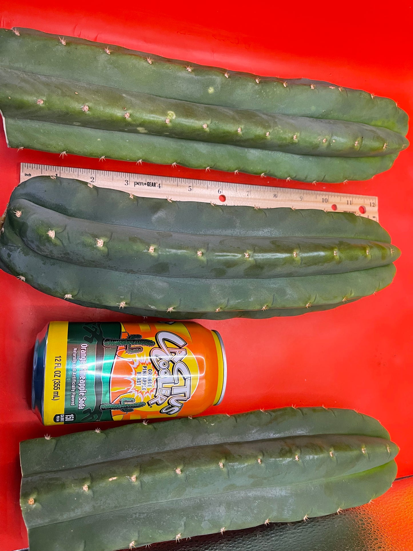 San Pedro cactus ! 10β-14β long