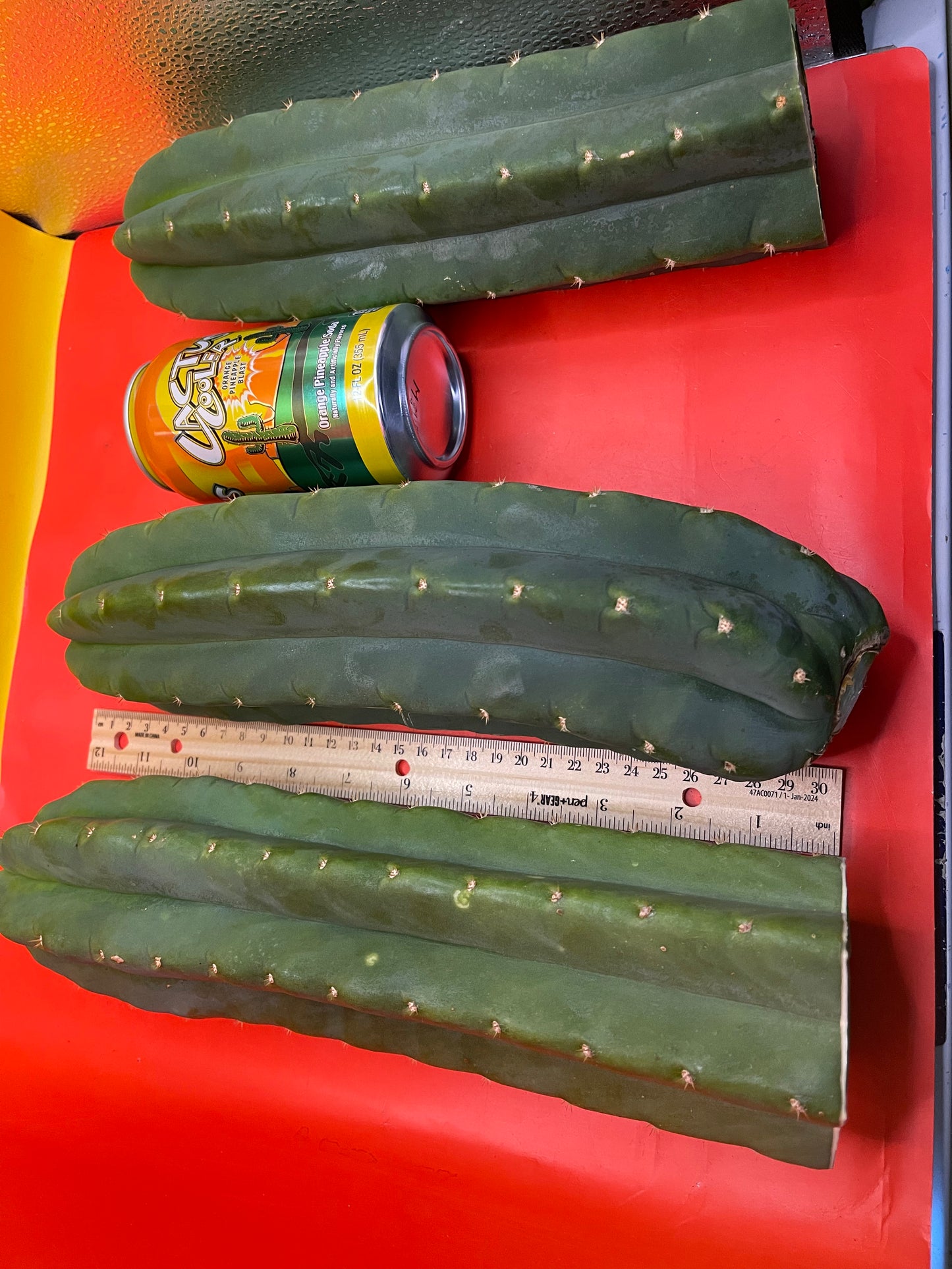San Pedro cactus ! 10β-14β long
