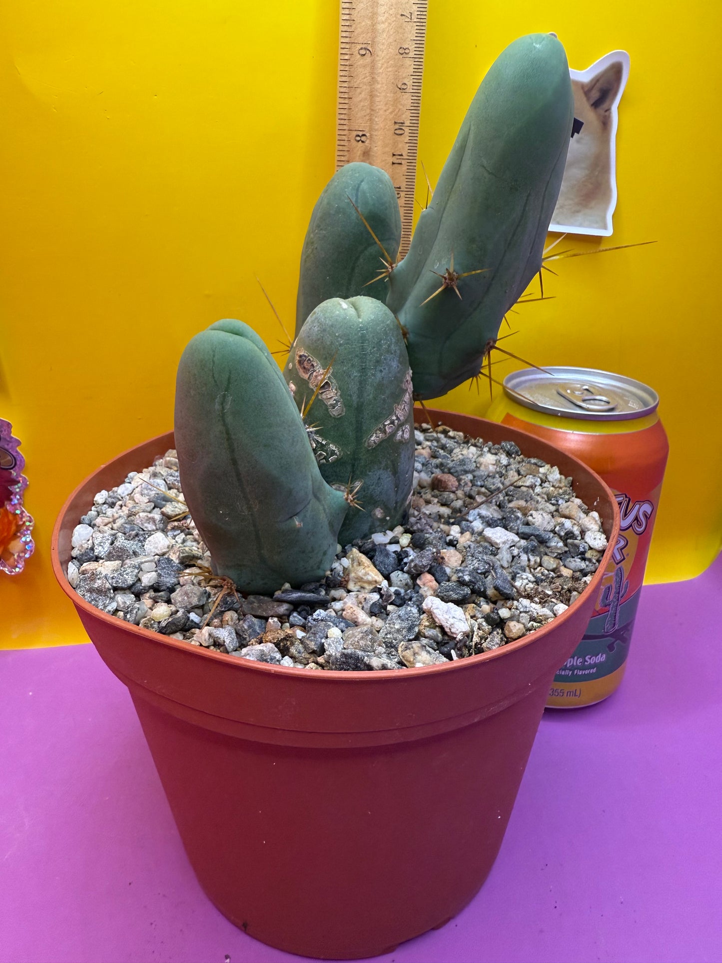 TBM - this exact one with 4 segments !!!