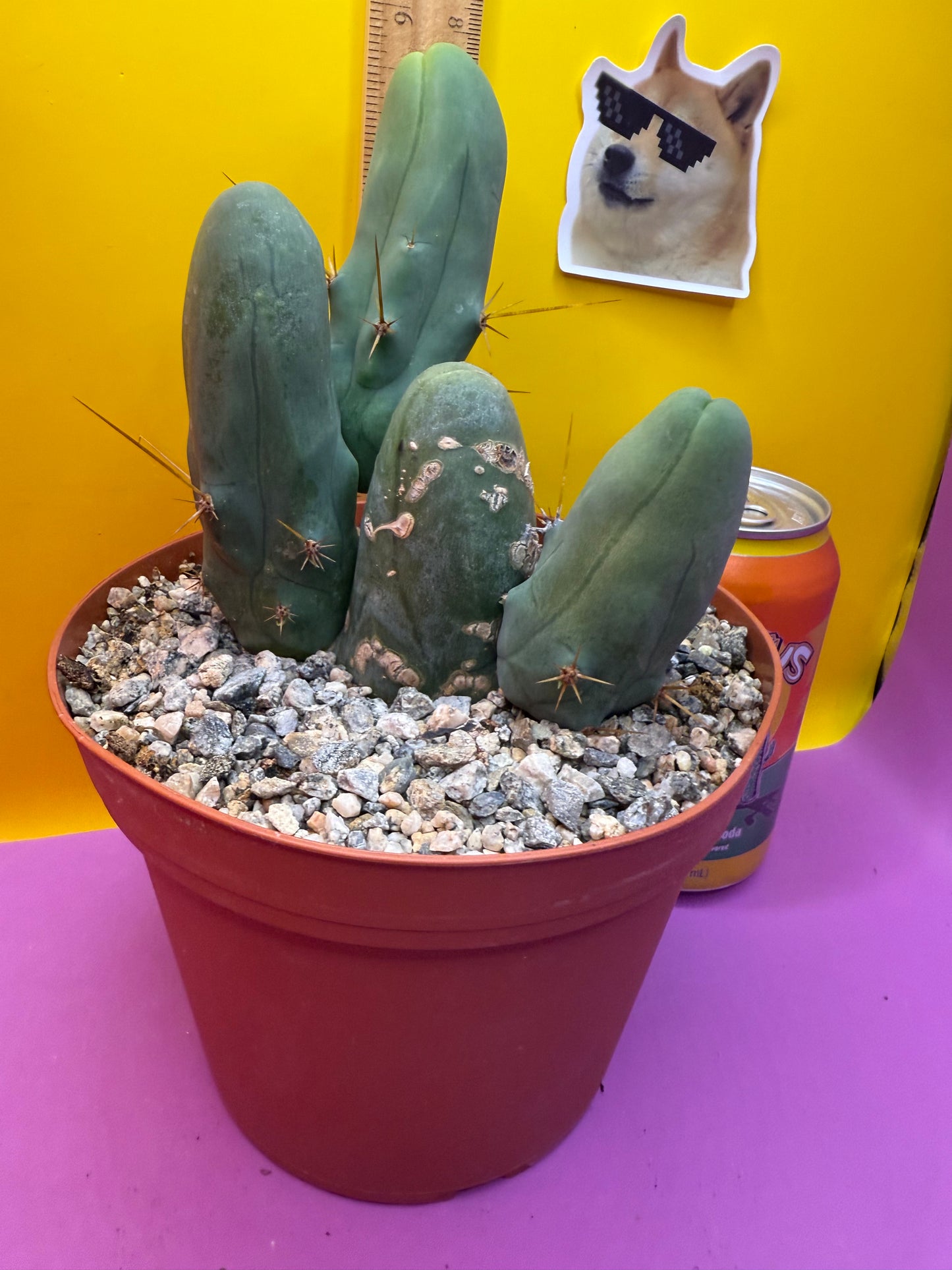 TBM - this exact one with 4 segments !!!