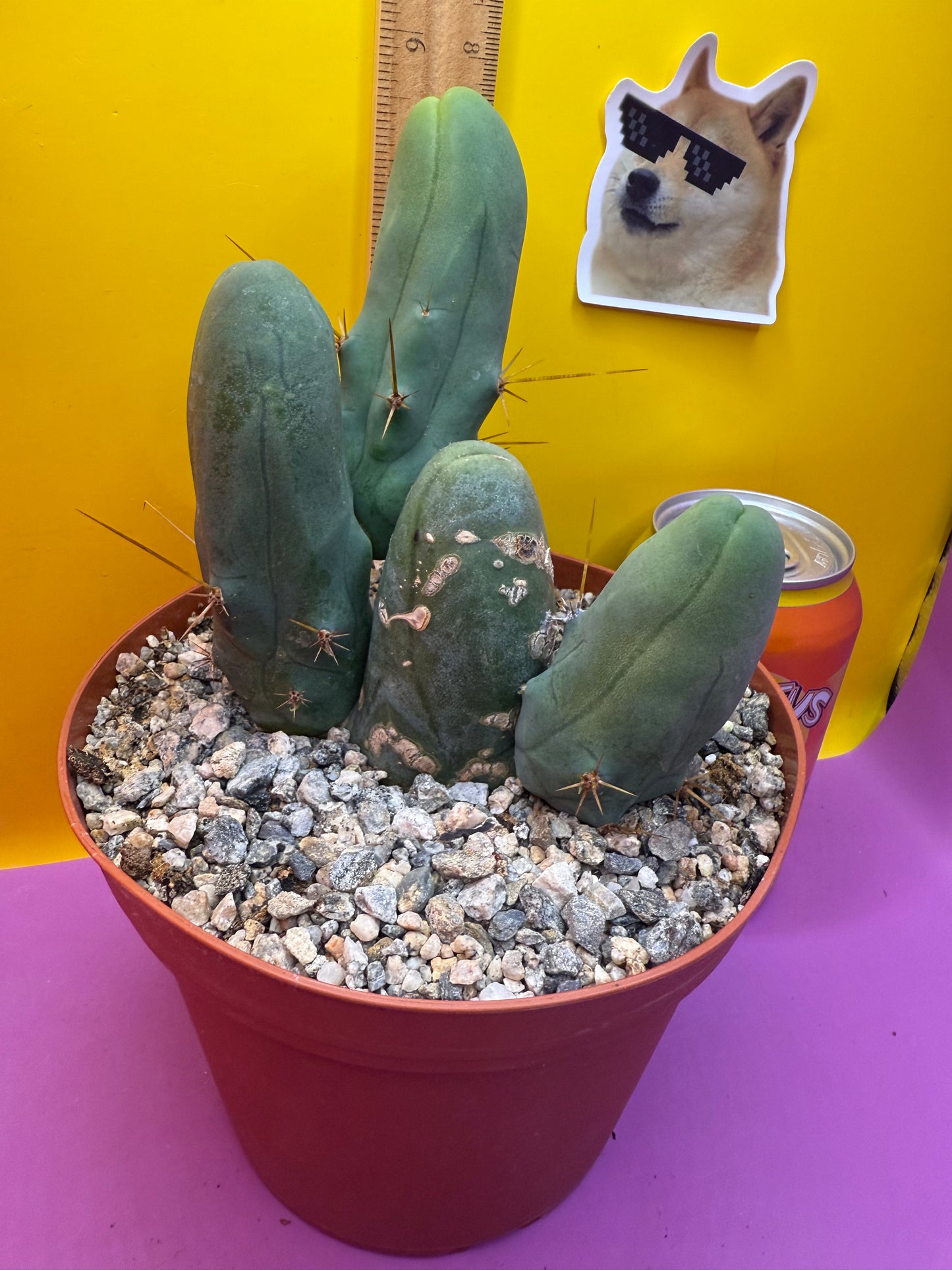 TBM - this exact one with 4 segments !!!
