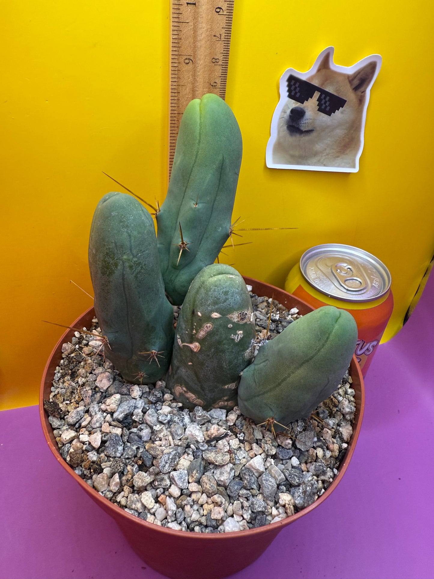 TBM - this exact one with 4 segments !!!