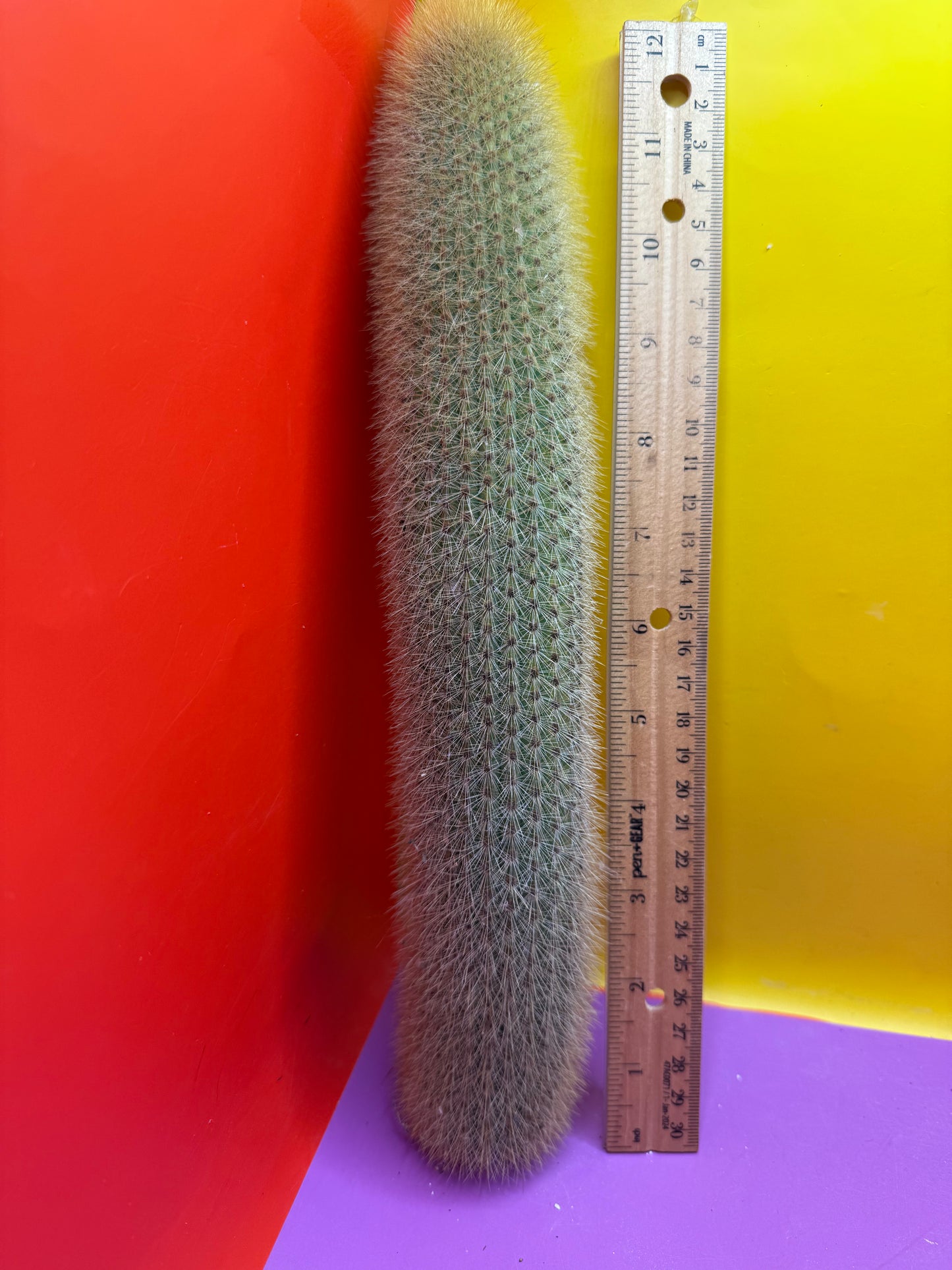 Weberbauerocereus johnsonii - this exact 1 foot cutting