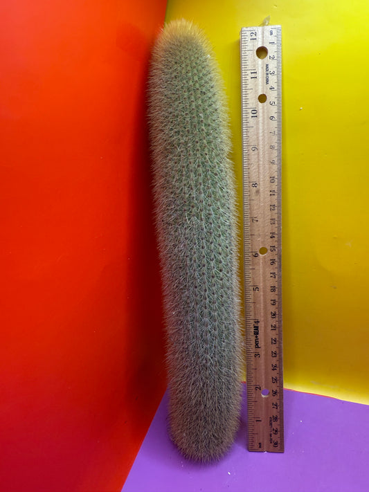 Weberbauerocereus johnsonii - this exact 1 foot cutting