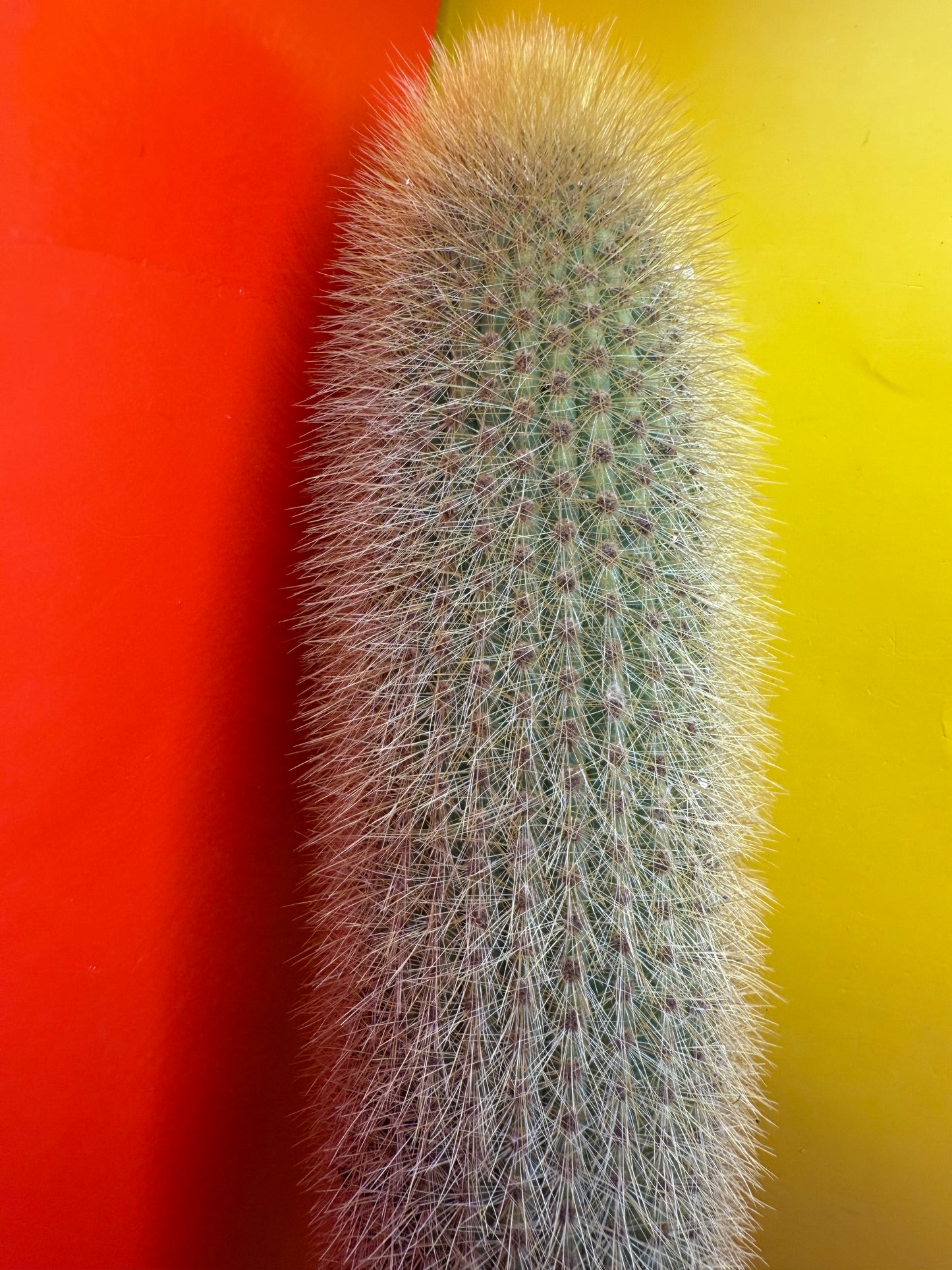 Weberbauerocereus johnsonii - this exact 1 foot cutting