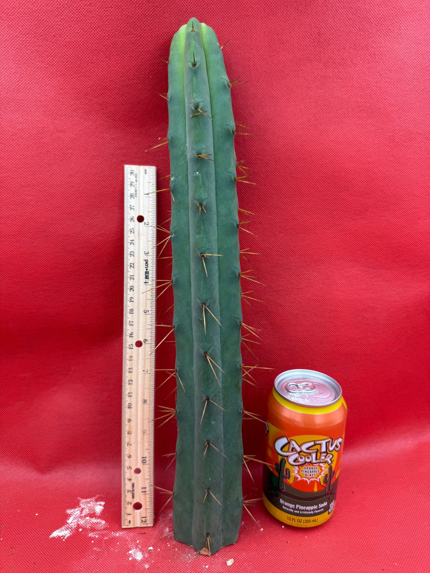 16” cutting of Jiimz Twin Spine !