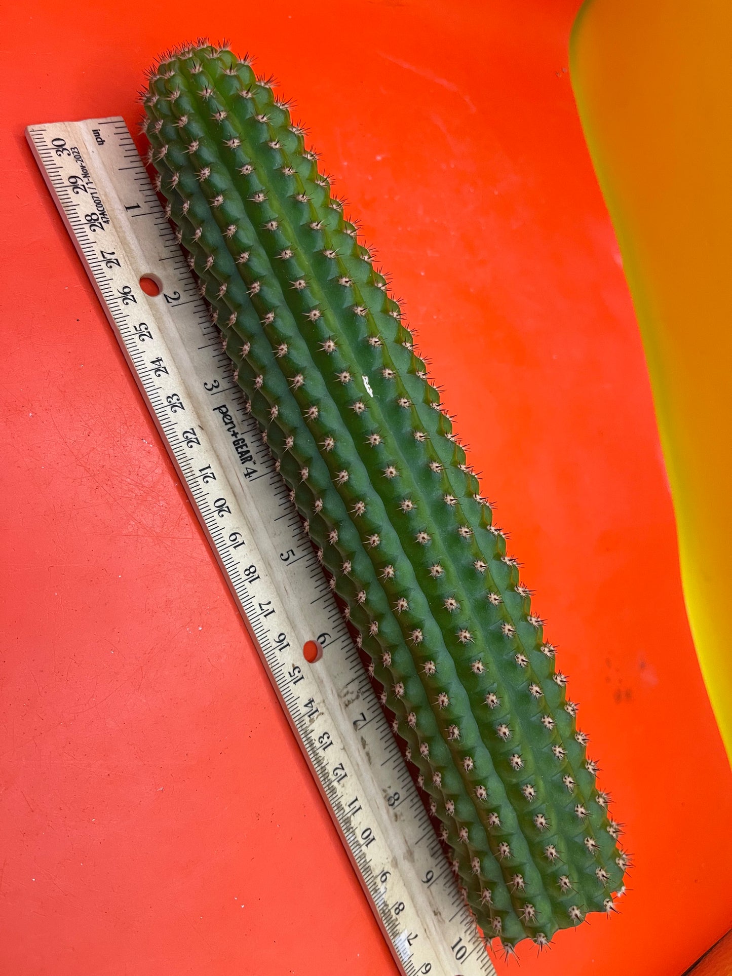 Trichocereus Brevispinulosus