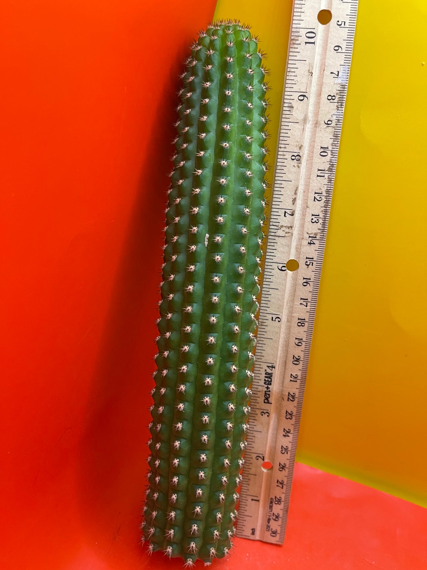 Trichocereus Brevispinulosus