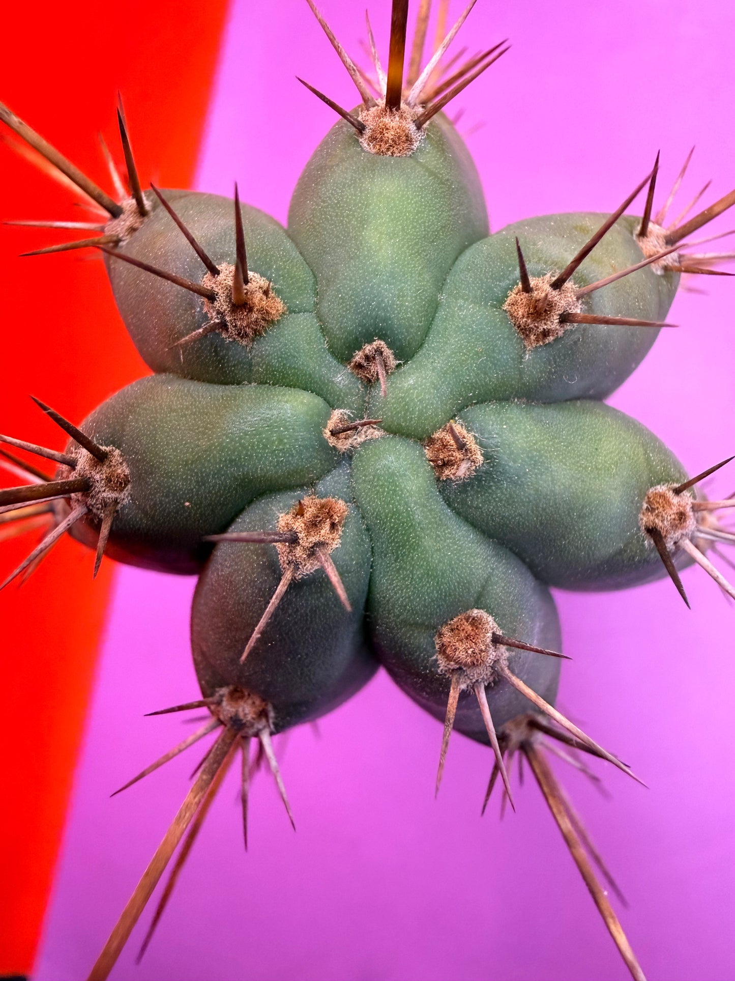 “RC’s T.P. 🧻” trichocereus peruvianus !!