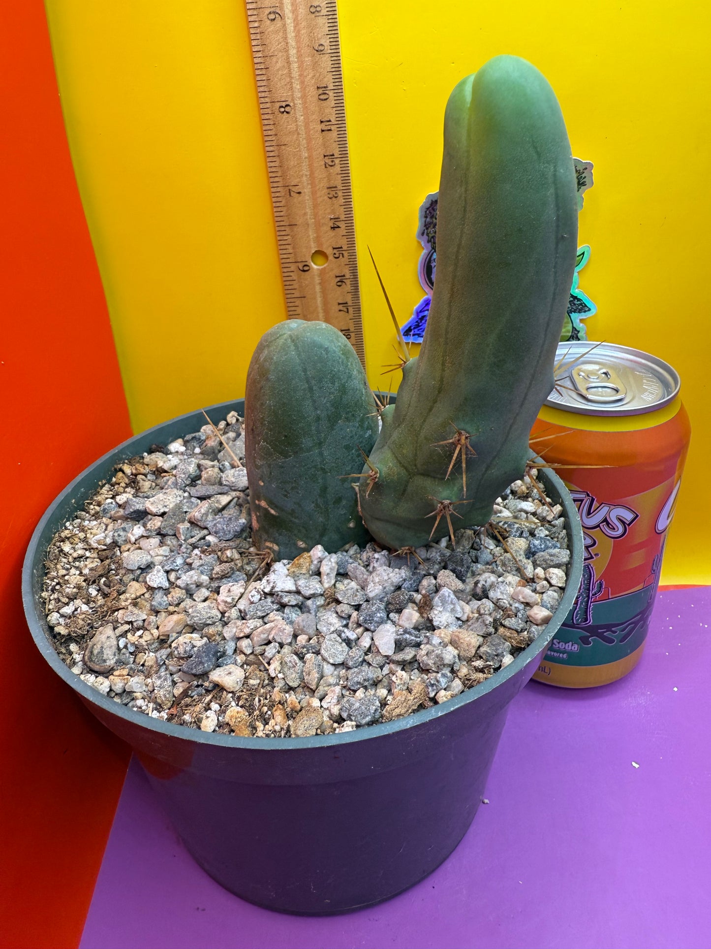 TBM - ships in pot this exact one !