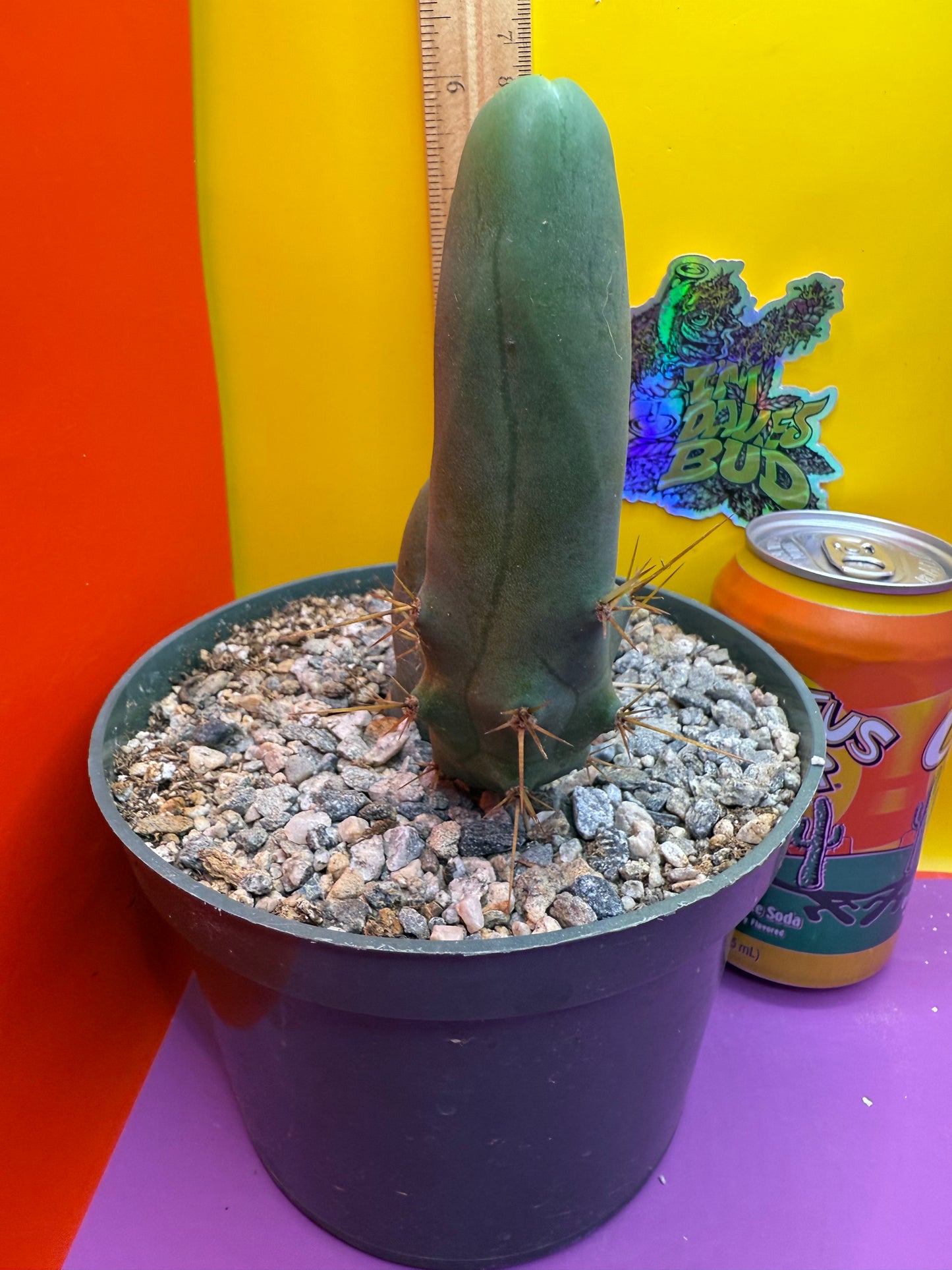 TBM - ships in pot this exact one !