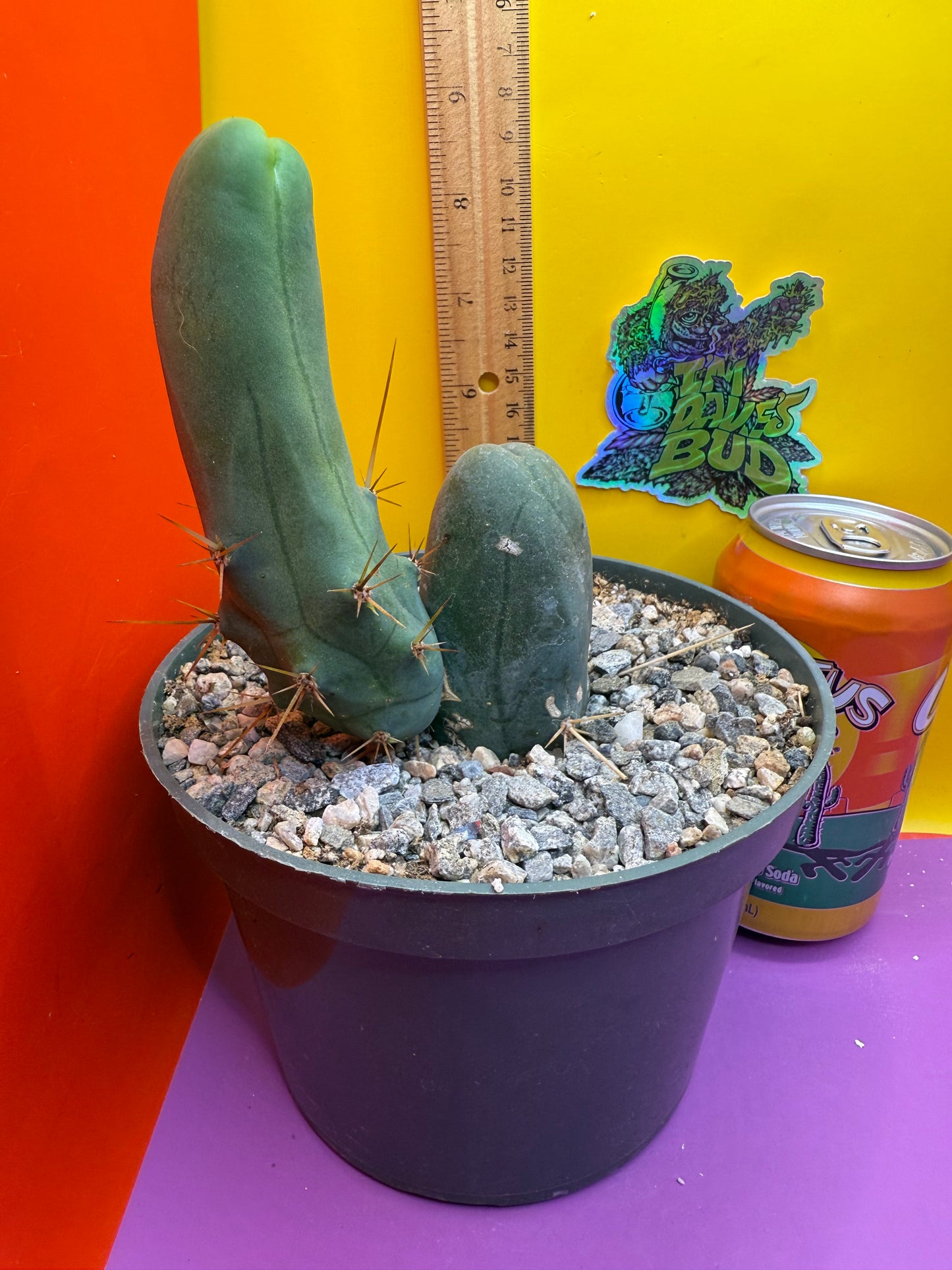 TBM - ships in pot this exact one !