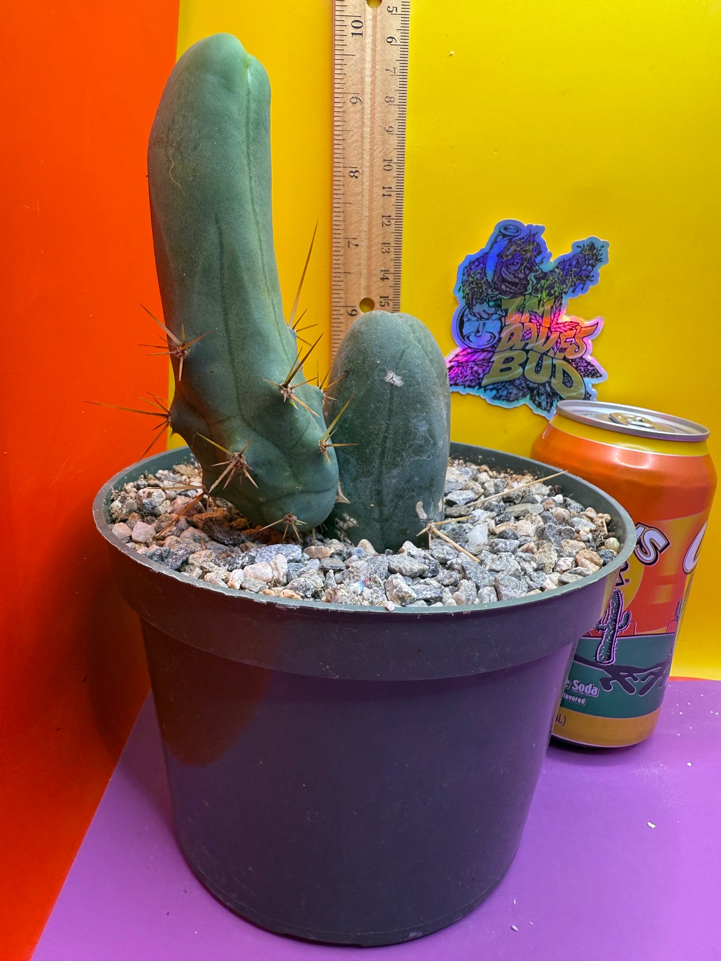 TBM - ships in pot this exact one !