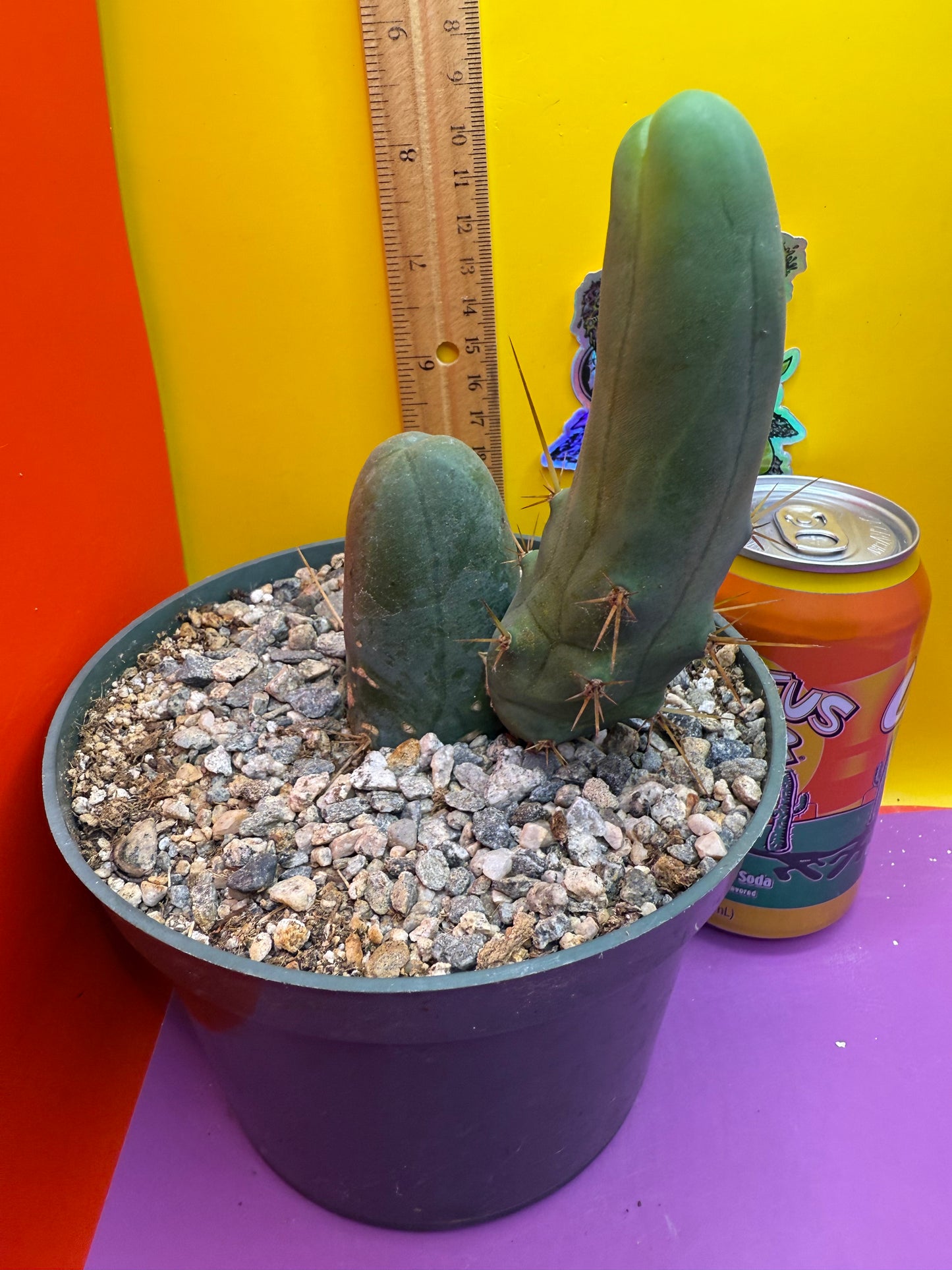 TBM - ships in pot this exact one !