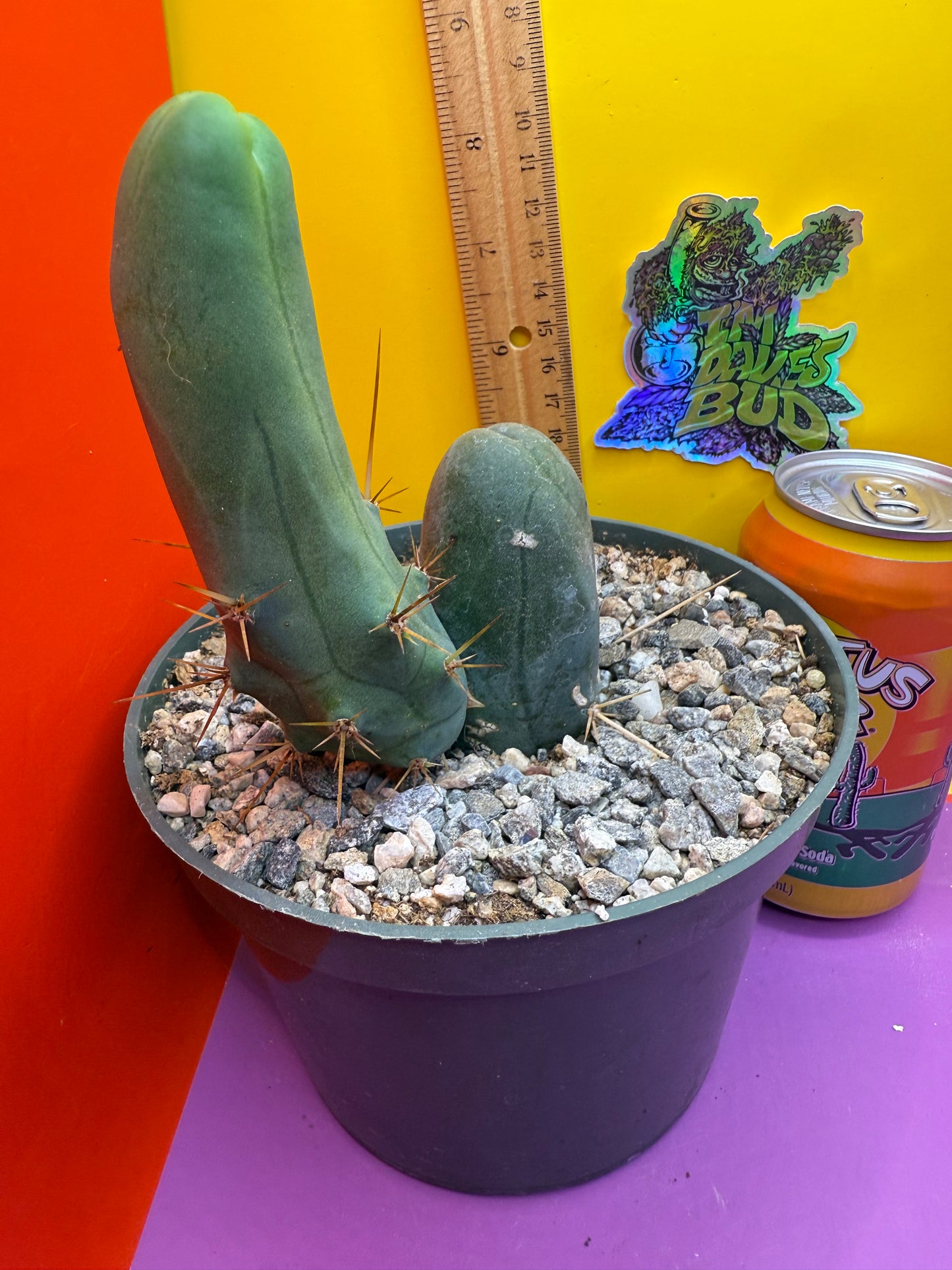 TBM - ships in pot this exact one !